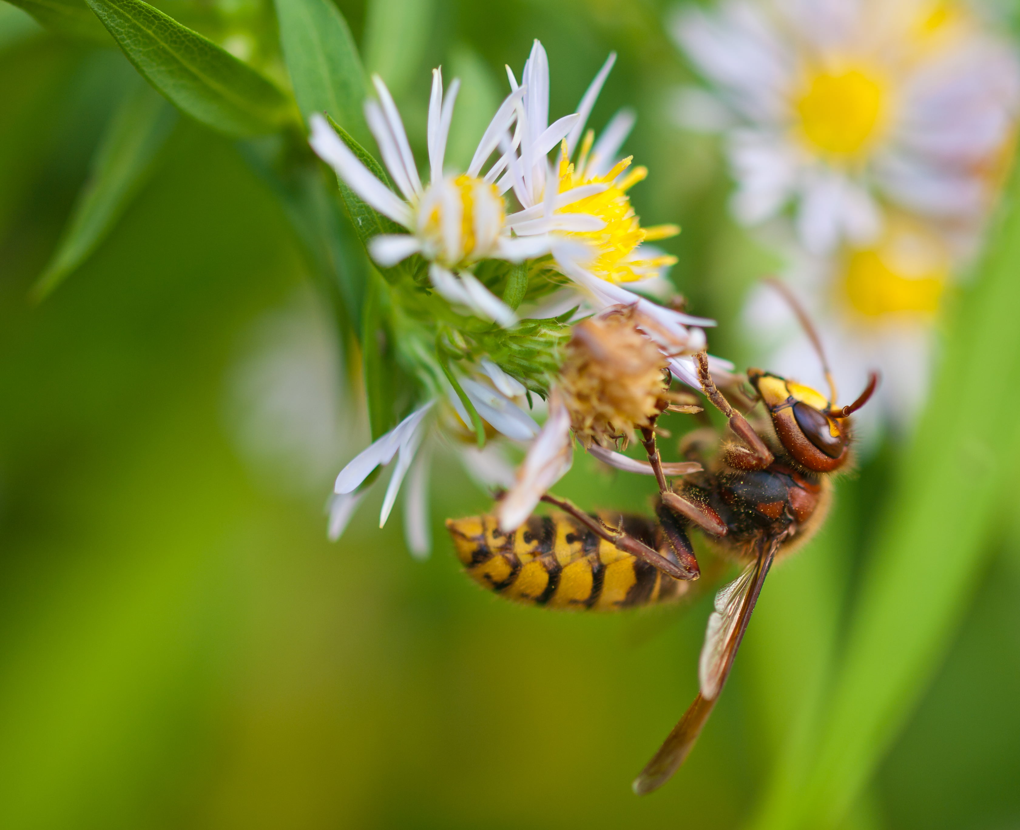 dangerous, pollen, digital-slr, animal, Macro, bee, pollination, family, holiday, Normandy, petaled, wasp, flower, Buais, yellow, white, michaelmas, France, HD Wallpaper