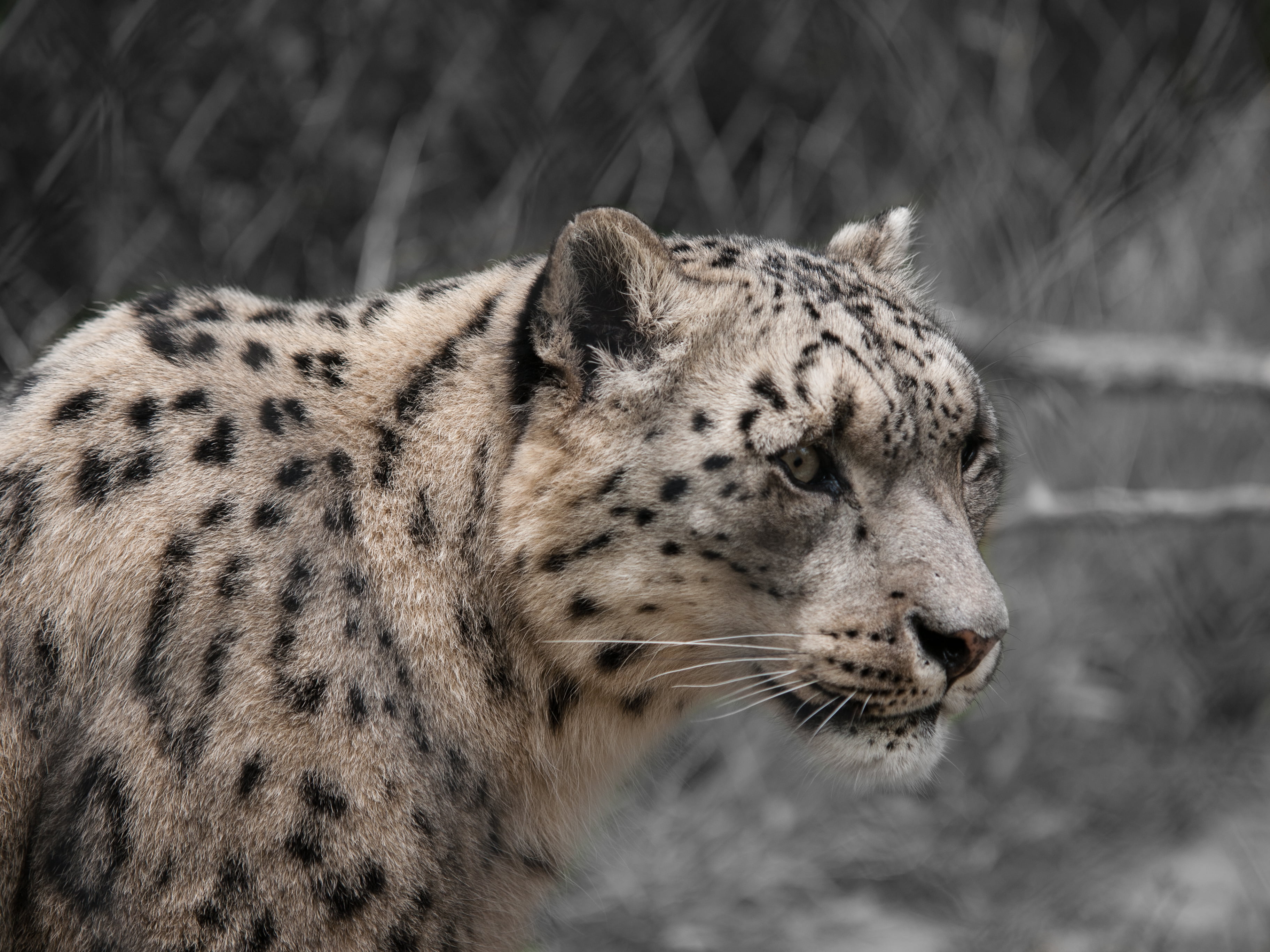 2K, wildlife  zoo, vacation, Olympus E-3, feline, Zuiko Digital, safari Animals, fur, digital-camera, USA, captivity, danger, Snow Leopard, animal Head, HD Wallpaper
