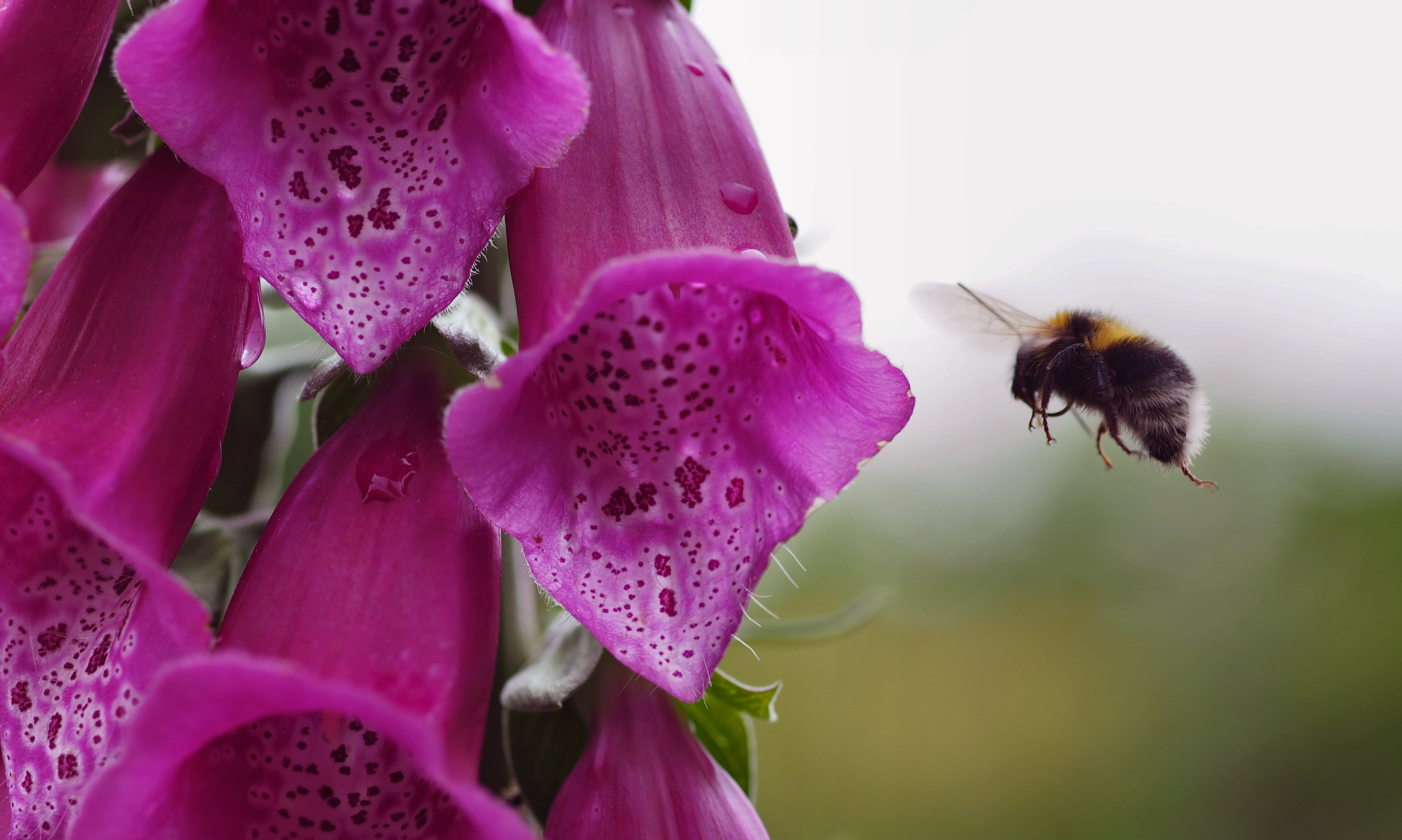 selective focus, photography, pollen, nature, plant, Spring, f2, focus, pollination, springtime, D E, foxglove, purple Foxglove, zd, E-1, close-up, Micro 4/3, HD Wallpaper