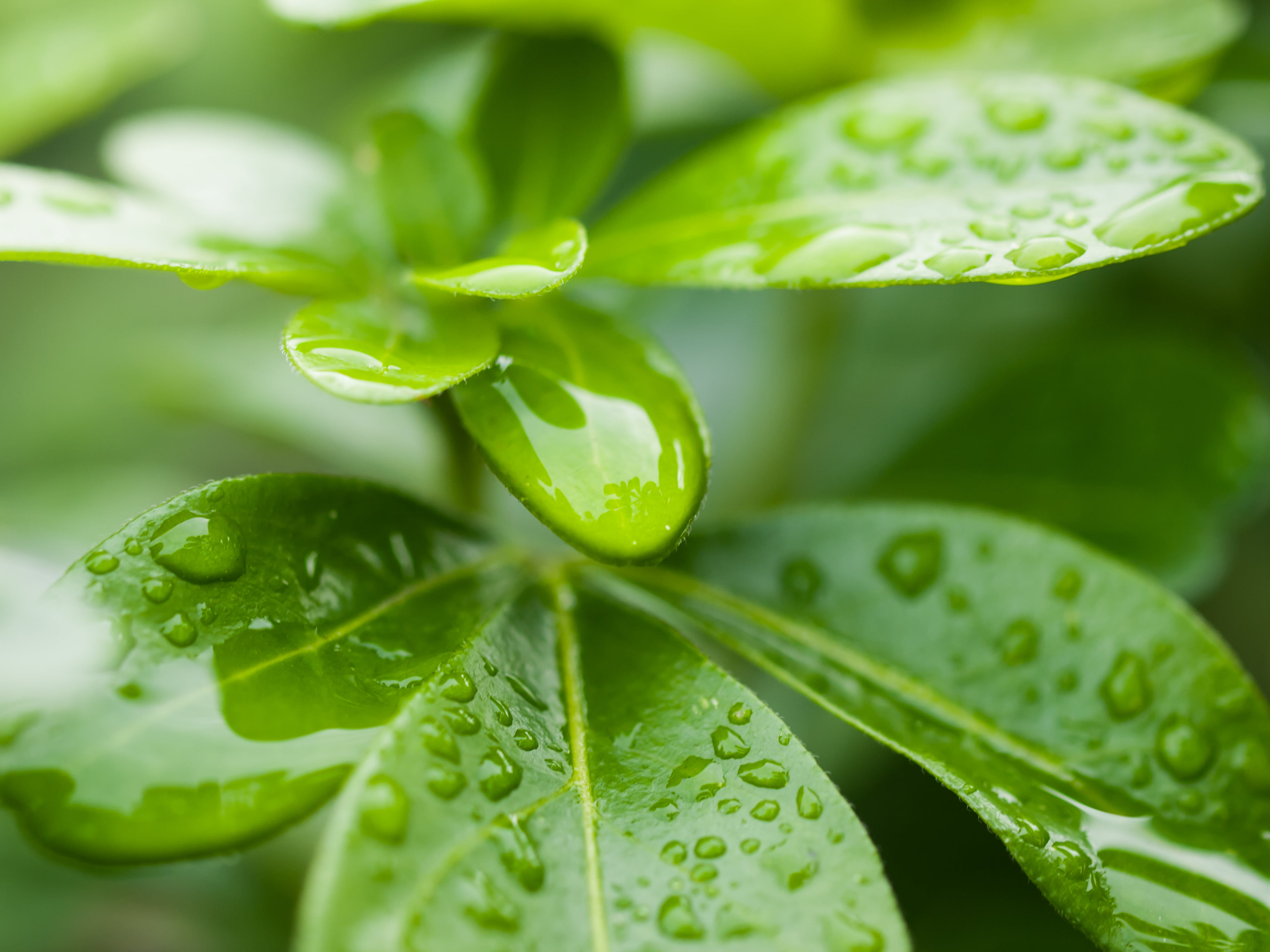 water, green, outdoors, digital-slr, trip, drop, Zuiko Digital, close-up, dew, 2K, environment, event, green leaf, nature, plant, shrub, Droplets, Ravenscourt Park, HD Wallpaper