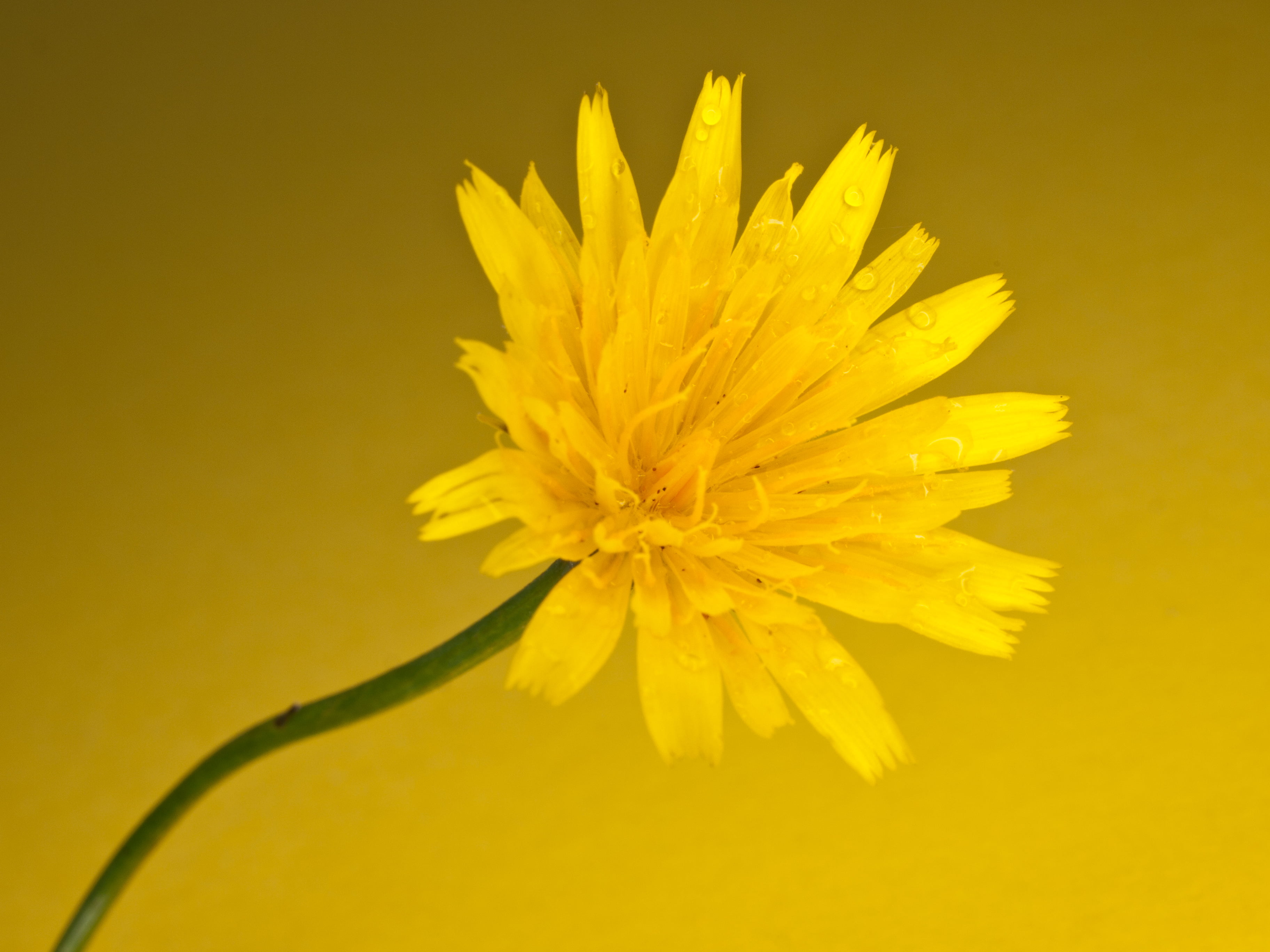 flower Head, La, plant, background, close-up, Manche, dew, single Flower, SLR, 2K, family, Macro, petals, outdoors, yellow, Olympus E-3, water, holiday, HD Wallpaper