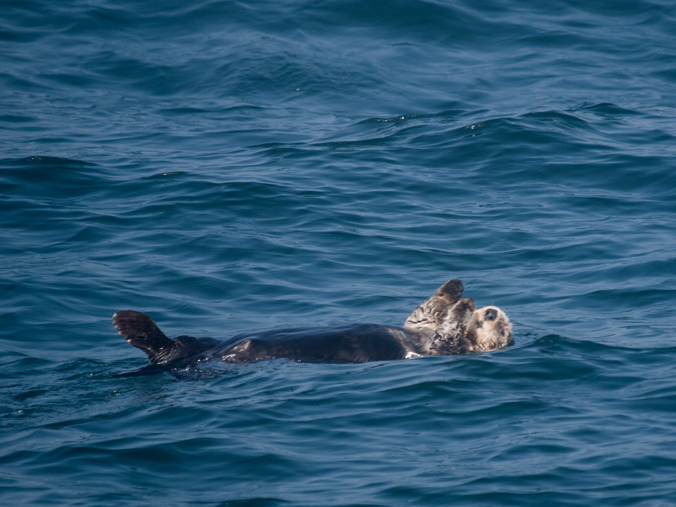holiday, wildlife, Zuiko Digital, America, floating, water, Monterey, calm, outdoors, Olympus E-3, digital-slr, family, event, sea, Sea Otter, nature, wild, HD Wallpaper