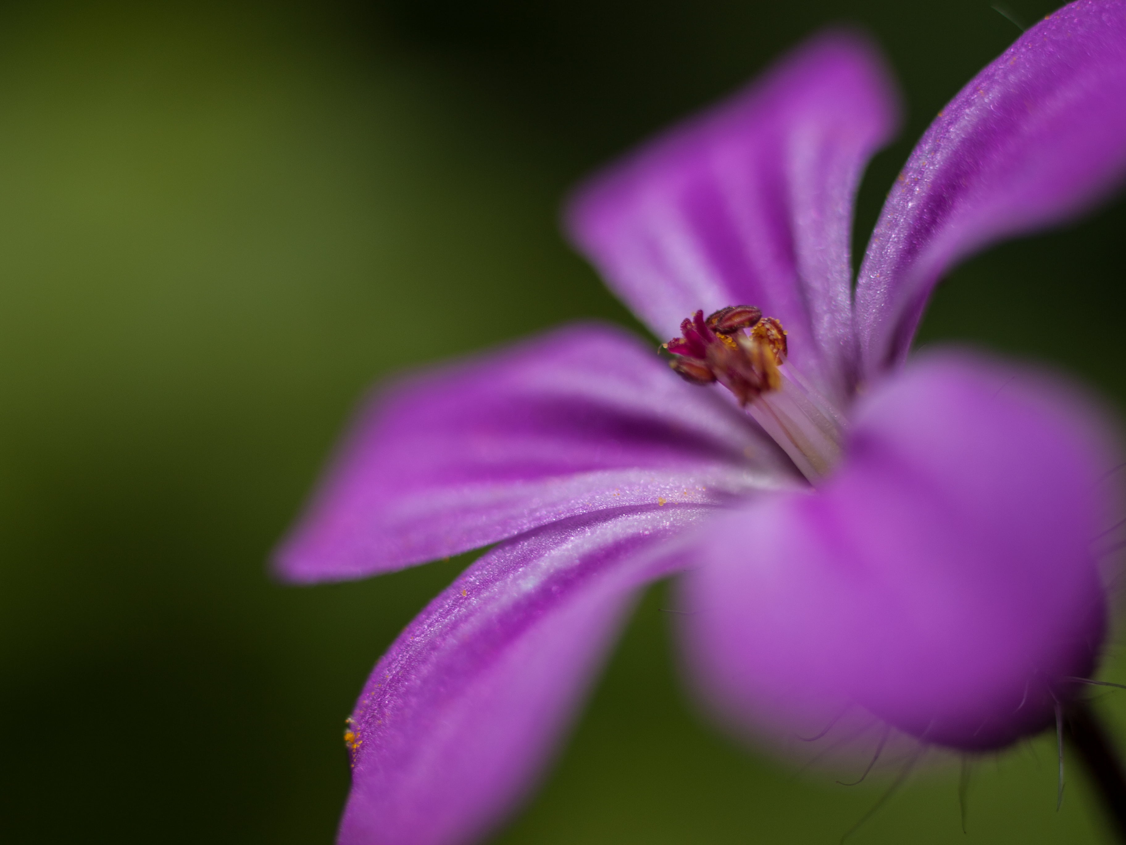 event, close-up, Weed, La, 2K, bee, purple, petal, trip, Buais, digital-camera, family, outdoors, Zuiko Digital, Olympus E-3, flower, nature, summer, insect, HD Wallpaper