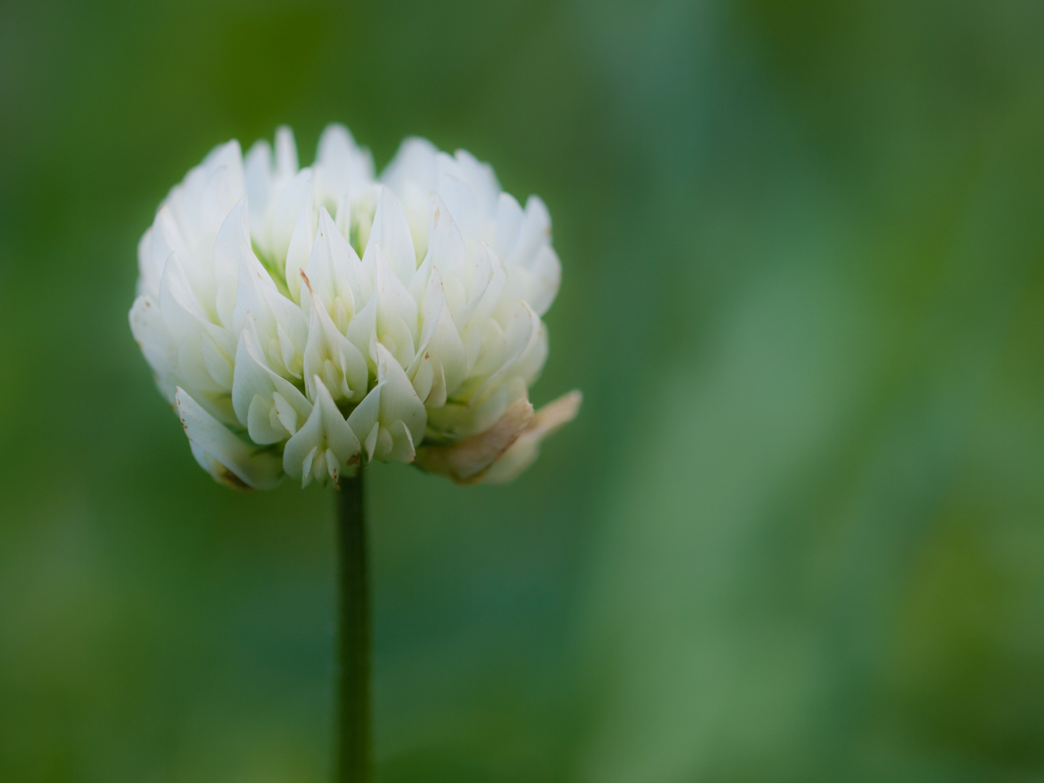 flower  garden, photography, Buais, summer, 2K, nature, flower Head, white, petaled, Manche, plant, flower, beauty In Nature, springtime, White Clover, HD Wallpaper