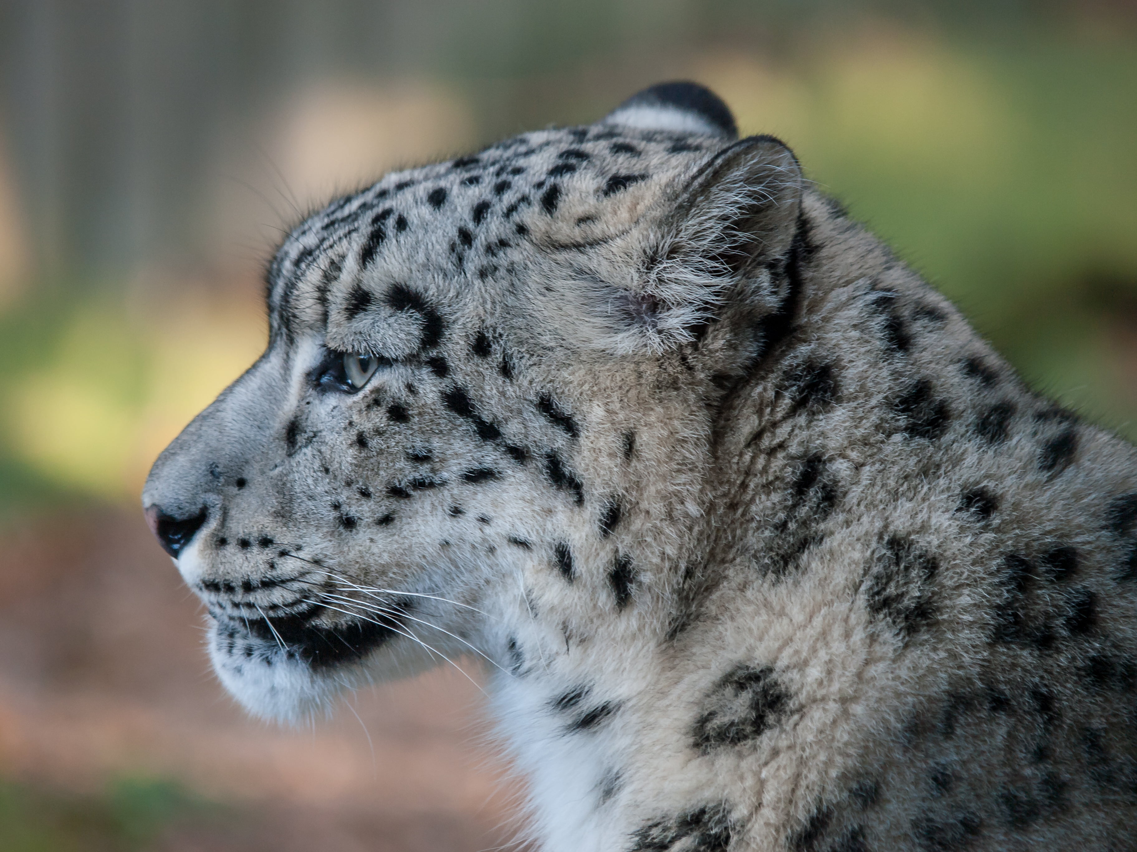 Snow Leopard, nature, captivity, Olympus E-3, digital-camera, animal, Broxbourne, digital-slr, 2K, photo, leopard, big Cat, undomesticated Cat, large, HD Wallpaper
