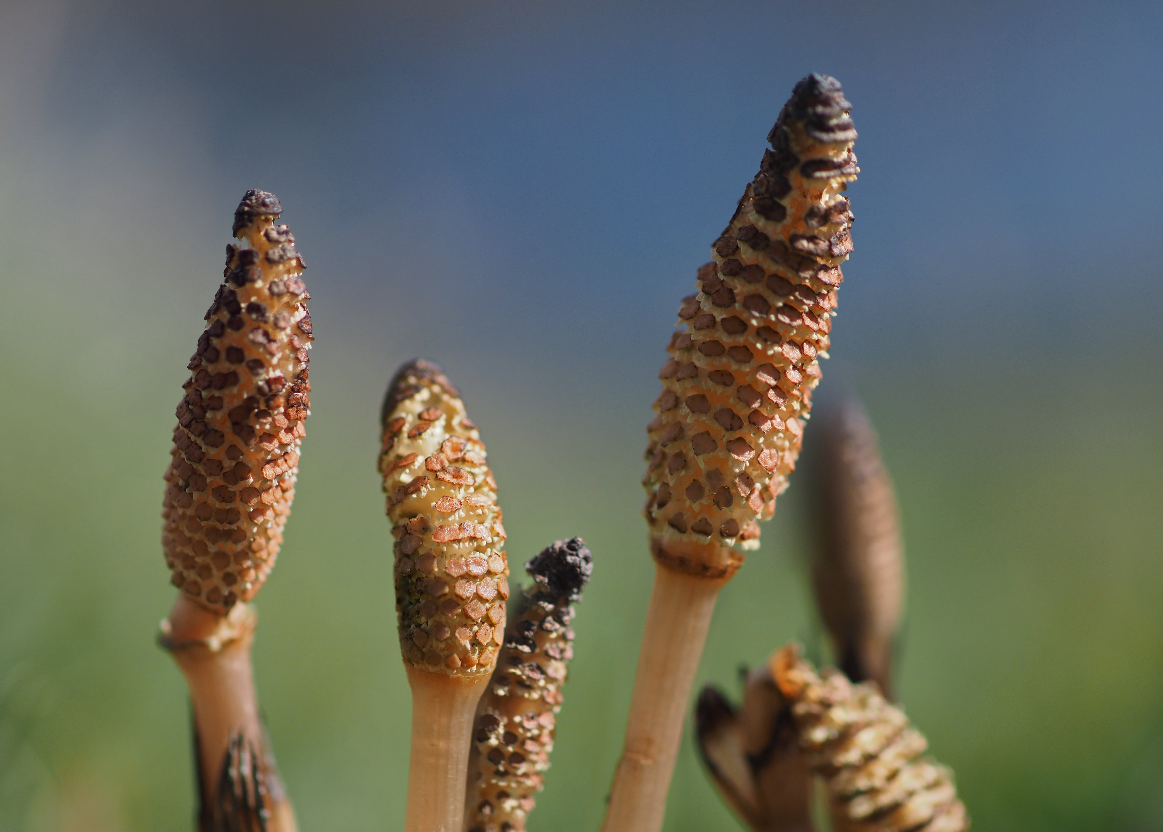 f2, fern, D E, Equisetum, m1, 1  E, plant, horsetails, Micro 4/3, plants, olympus  OM, 4K, brown, zuiko, zd, horsetail, johnson, E-1, Spring, nature, macro, HD Wallpaper