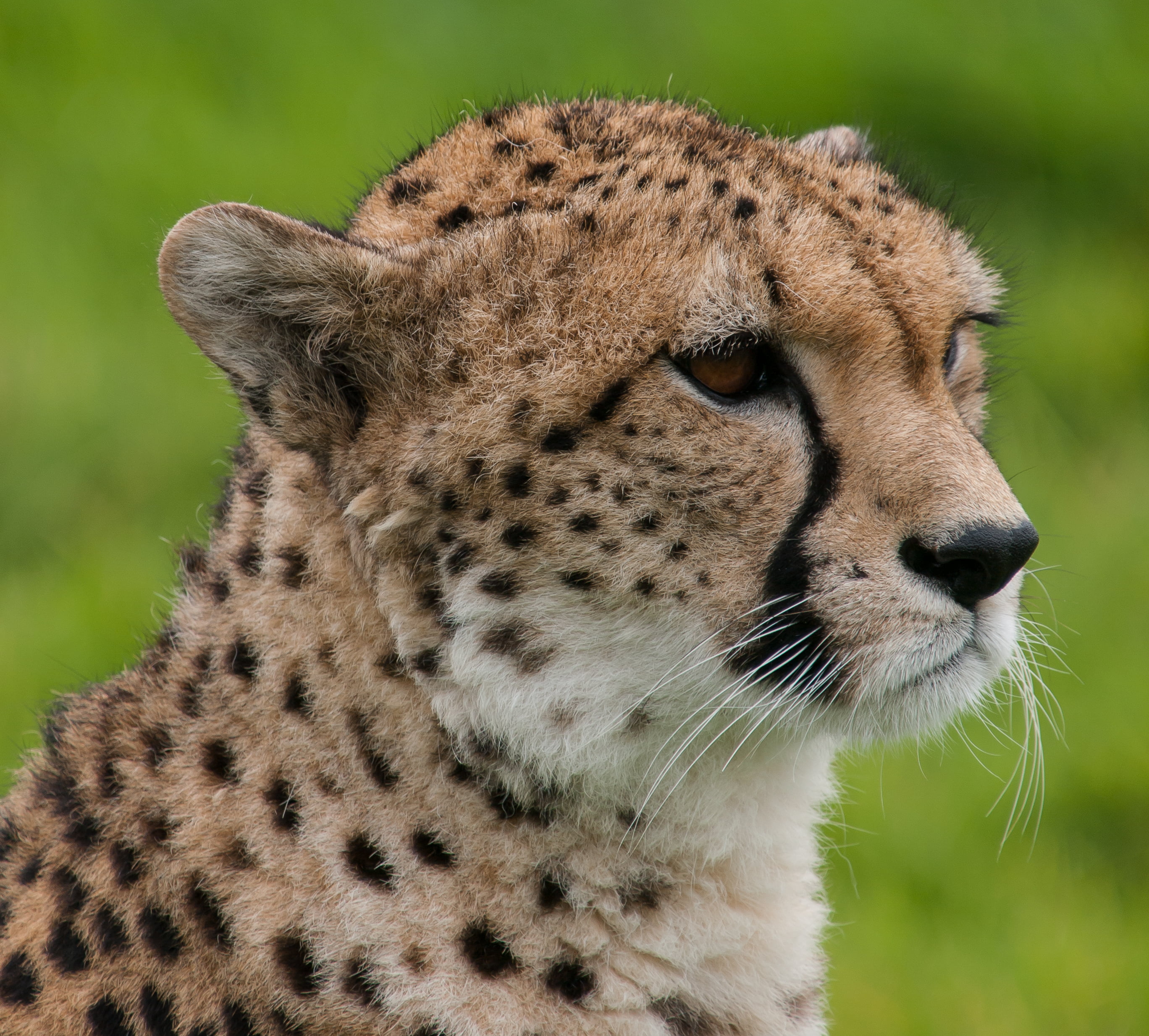 africa, endangered Species, feline, Zuiko Digital, nature, day out, photo, animal, mammal, savannah, undomesticated Cat, SLR, wildlife  zoo, outdoors, wildlife, HD Wallpaper