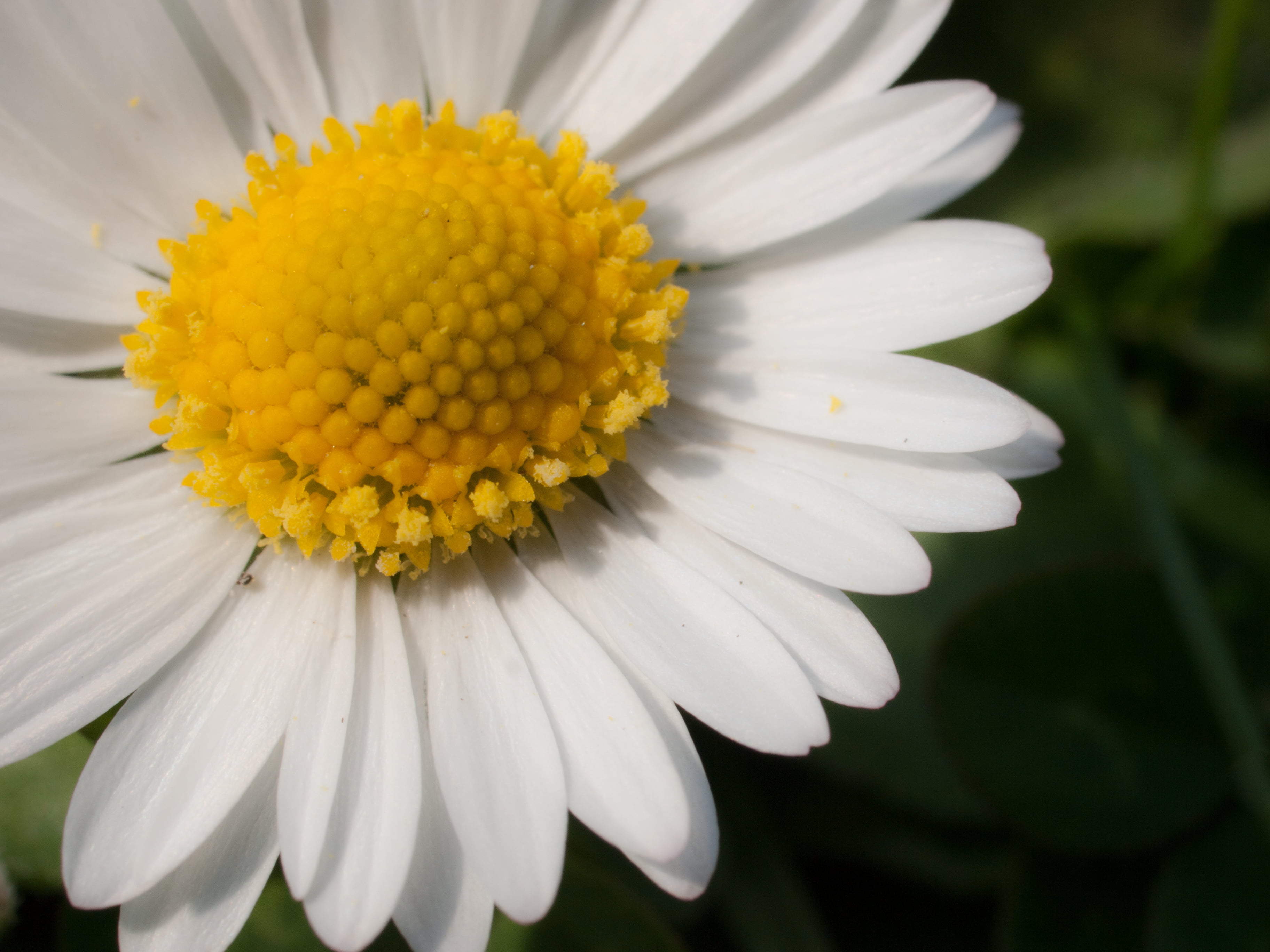 nature, photo, event, day out, close up, Zuiko Digital, close, Hampton Court Palace, plant, Olympus E-3, digital-slr, 35mm, Macro, digital-camera, daisy, HD Wallpaper