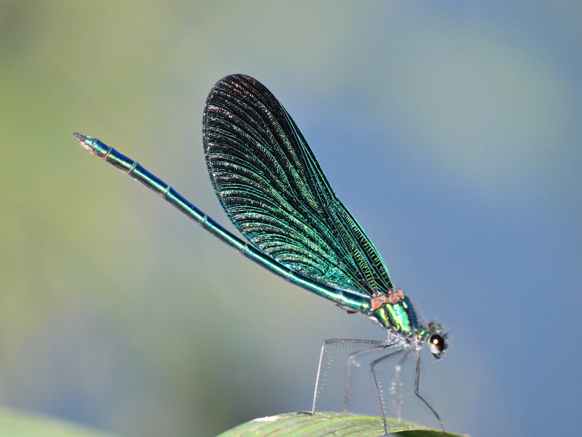 Sweden, Olympus  e-30, Olympus e-30, Dragonfly, demoiselle, binomial, damselfly, Zuiko Digital, beautiful, ED, virgo, animal, green, macro, outdoors, summer, HD Wallpaper