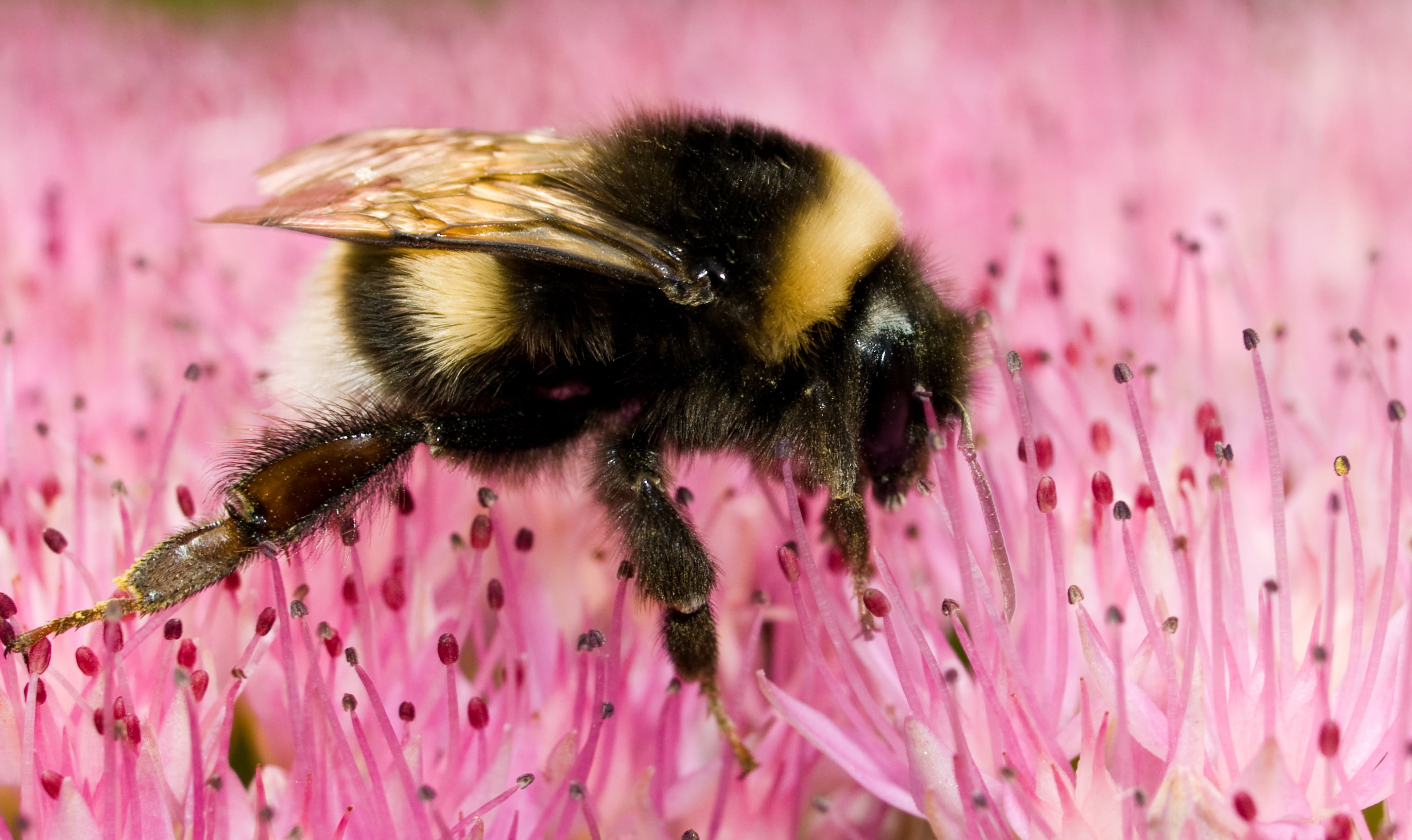 bee, flower, vacation, Zuiko Digital, pollen, selective, pink, Manche, digital-camera, purple, close-up, France, wings, honey Bee, family, animal, petaled, HD Wallpaper
