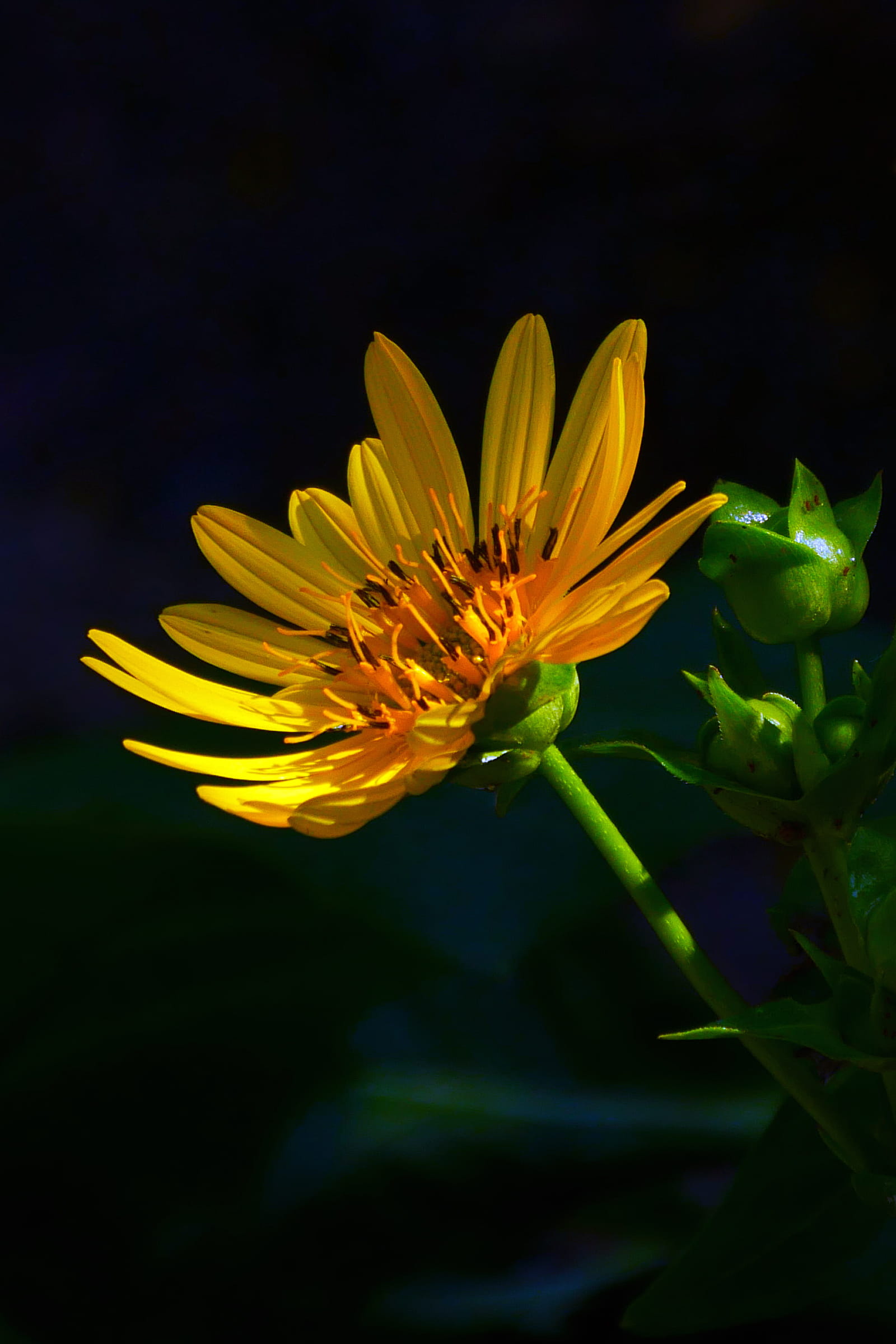 freshness, plant, focus on foreground, aster, yellow flowers, summer flowering plants, no people, selective focus, nature, growth, flower head, fragility, Phone HD Wallpaper