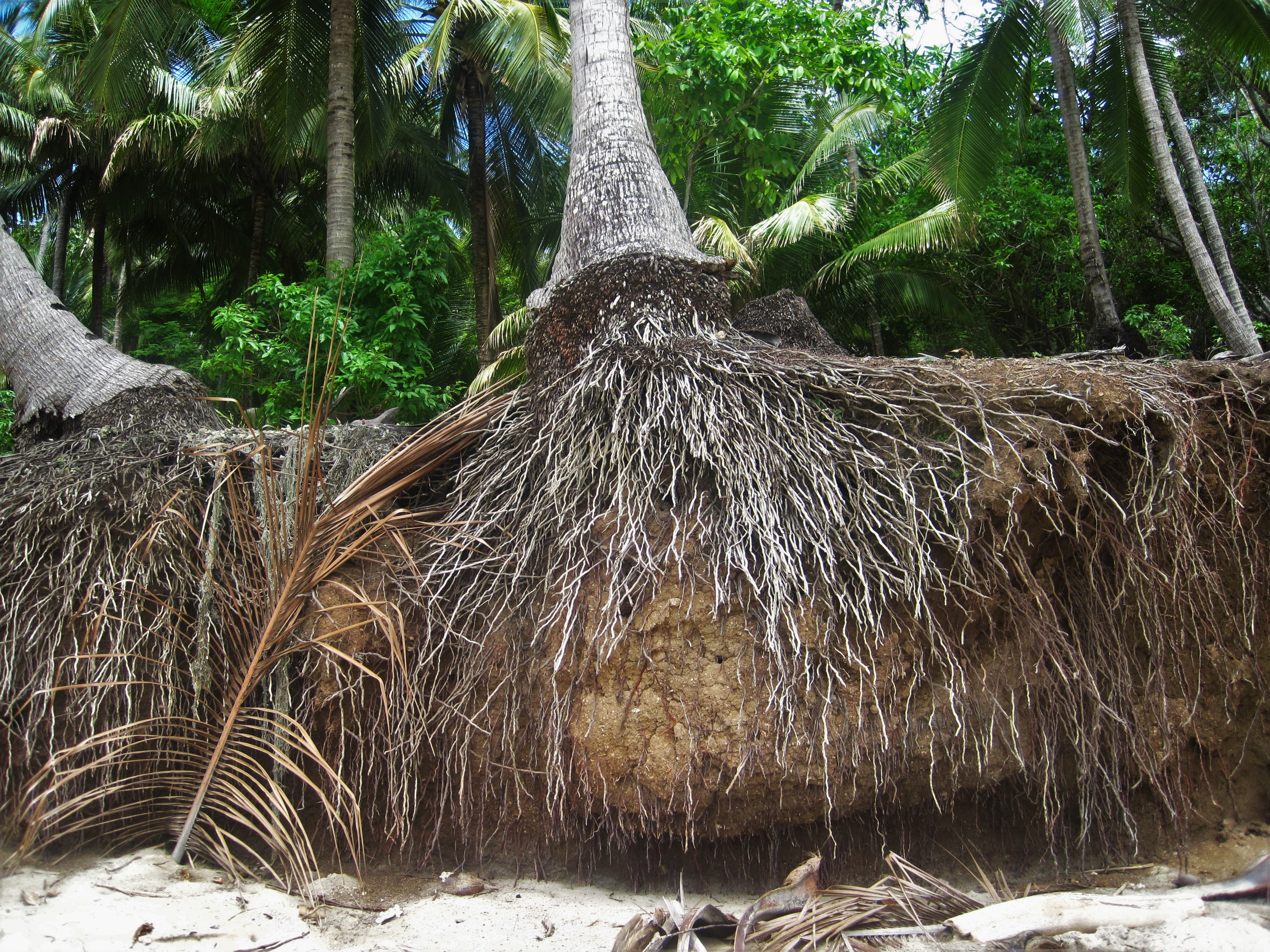 tree trunk, coconut palms, nature, root, growth, coconut trees, trunk, partial view, tropical, rooted, beauty in nature, coconut palm tree, green color, HD Wallpaper