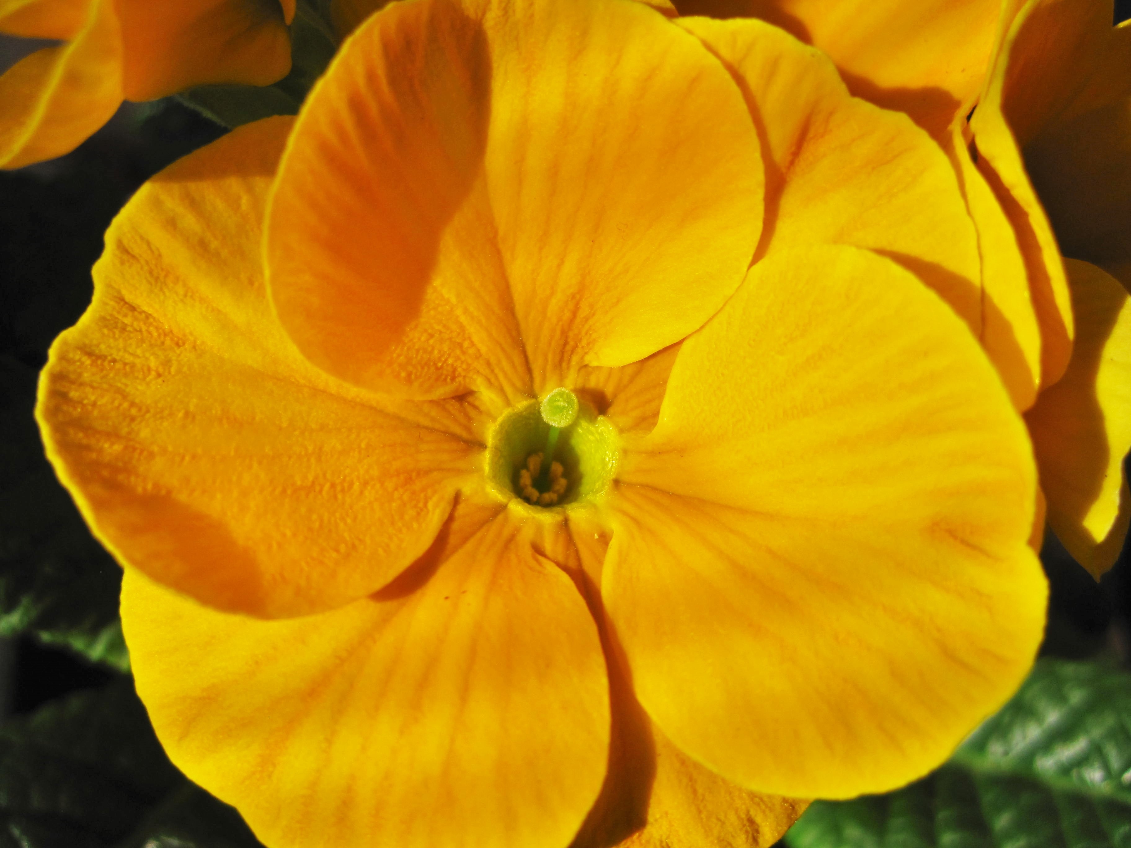 flower, primrose in bloom, partial view, vulnerability, beauty in nature, yellow primrose, spring, bloom, primrose flower, close-up, early bloomer, pollen, HD Wallpaper