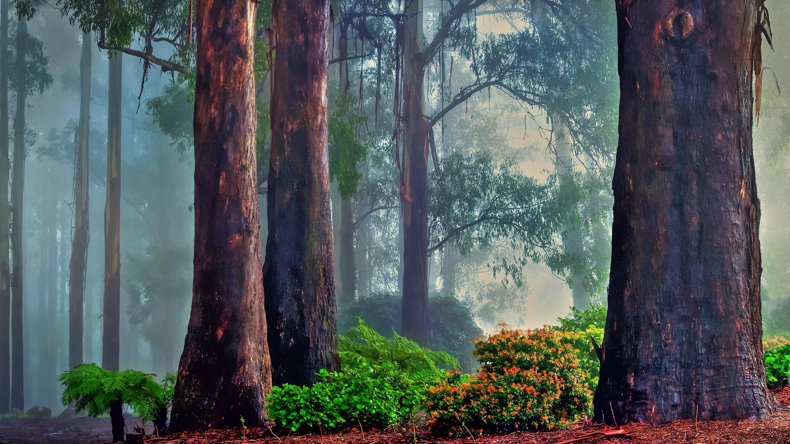 tall, tint, beautiful, illustration, forest, shrubs, majestics, green, 3d and abstract, trees, blue, tree, dark, 2K, HD Wallpaper