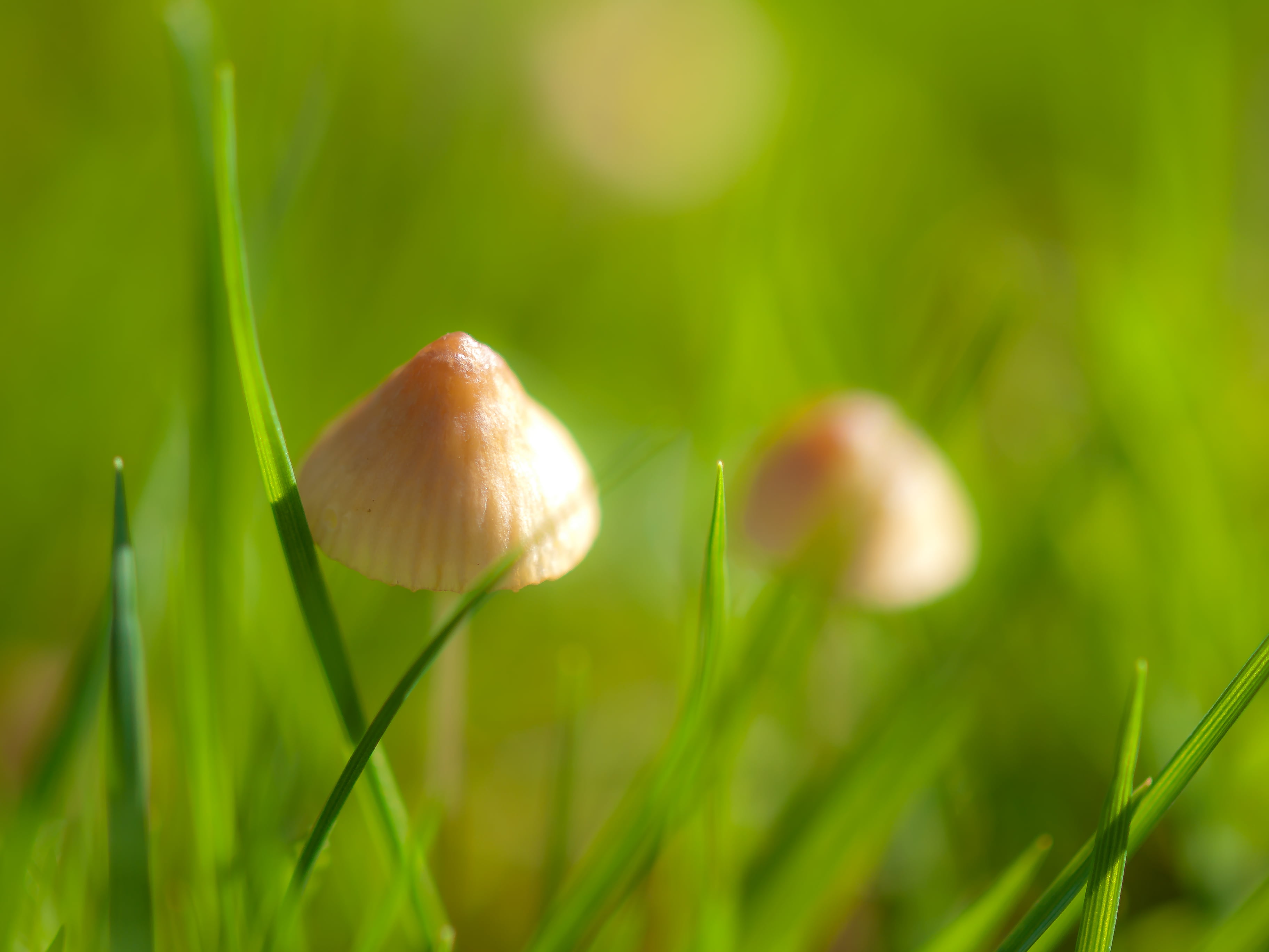 photo, nature, brown, fungus, Manche, 2K, holiday, vacation, forest, daytime, season, autumn, depth of field, mushroom, close-up, grass, La, digital-camera, HD Wallpaper