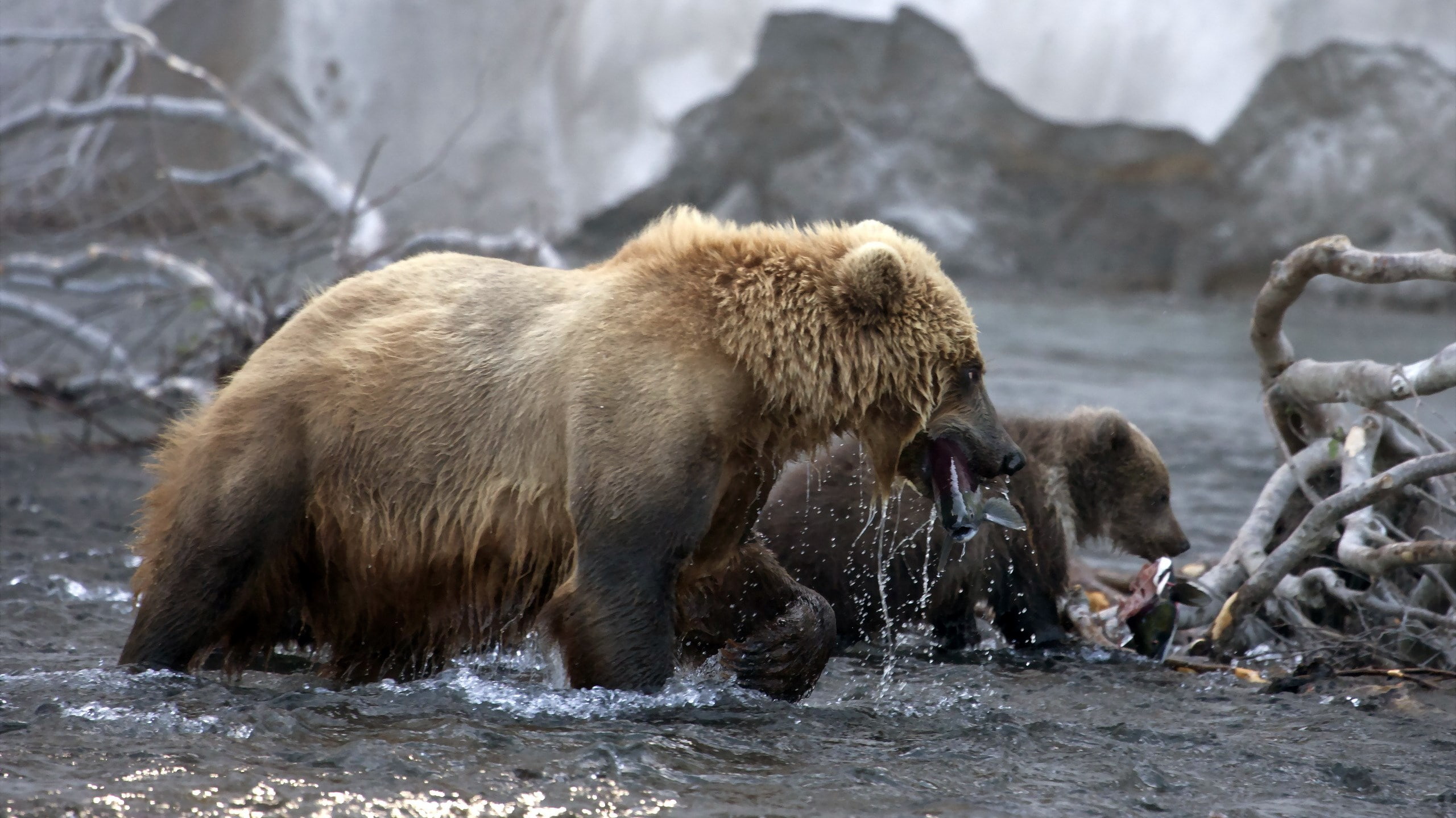animals hunting, no people, 2K, two animals, day, water, bear, splashing, survival, nature, animal, bear caught fish, animal wildlife, animals in the wild, HD Wallpaper