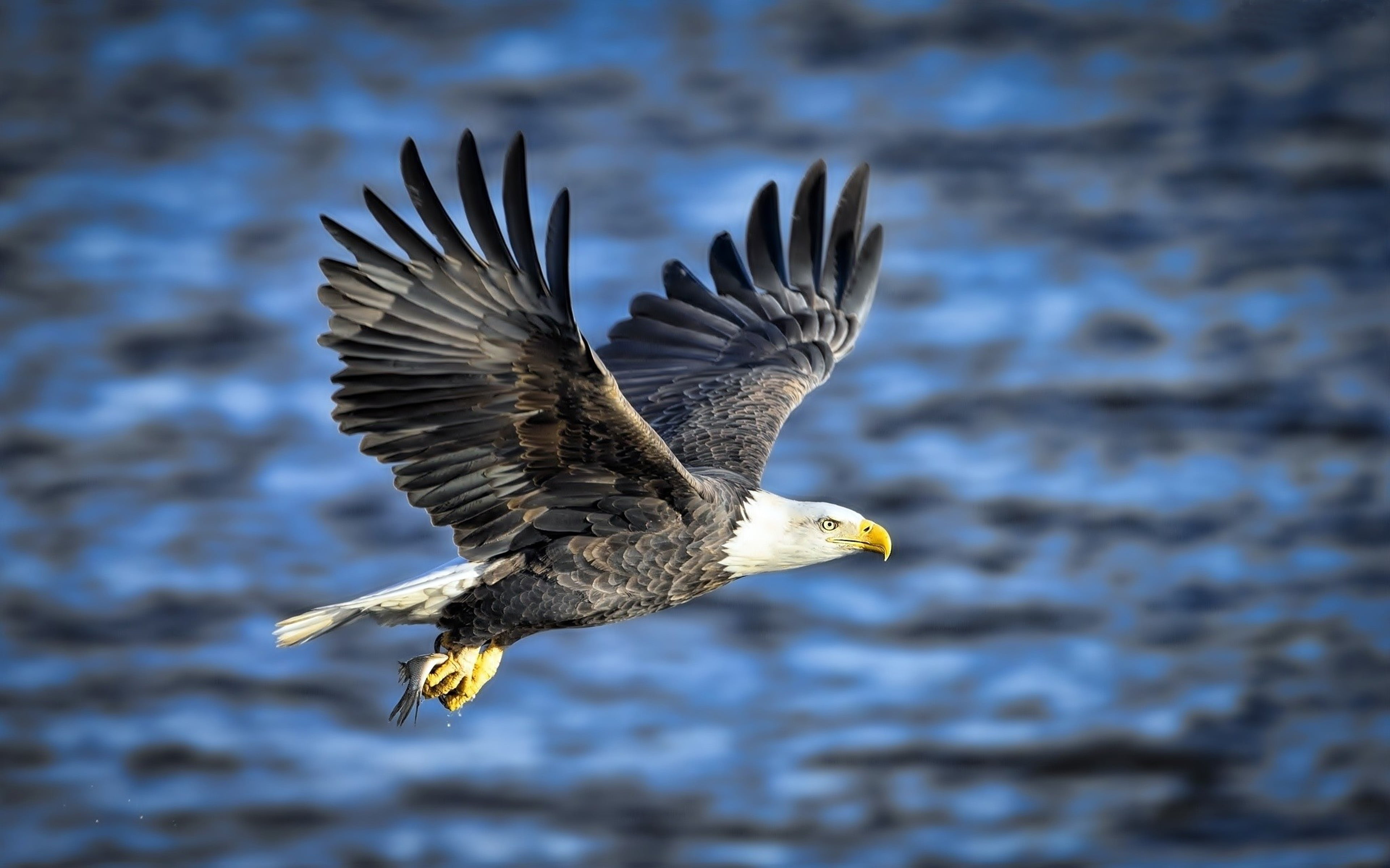  water, day, flying, outdoors, hd, bird of prey, one animal, bird, vertebrate, flight, eagle, animal, animal themes, animal wildlife, fish, 4K, HD Wallpaper