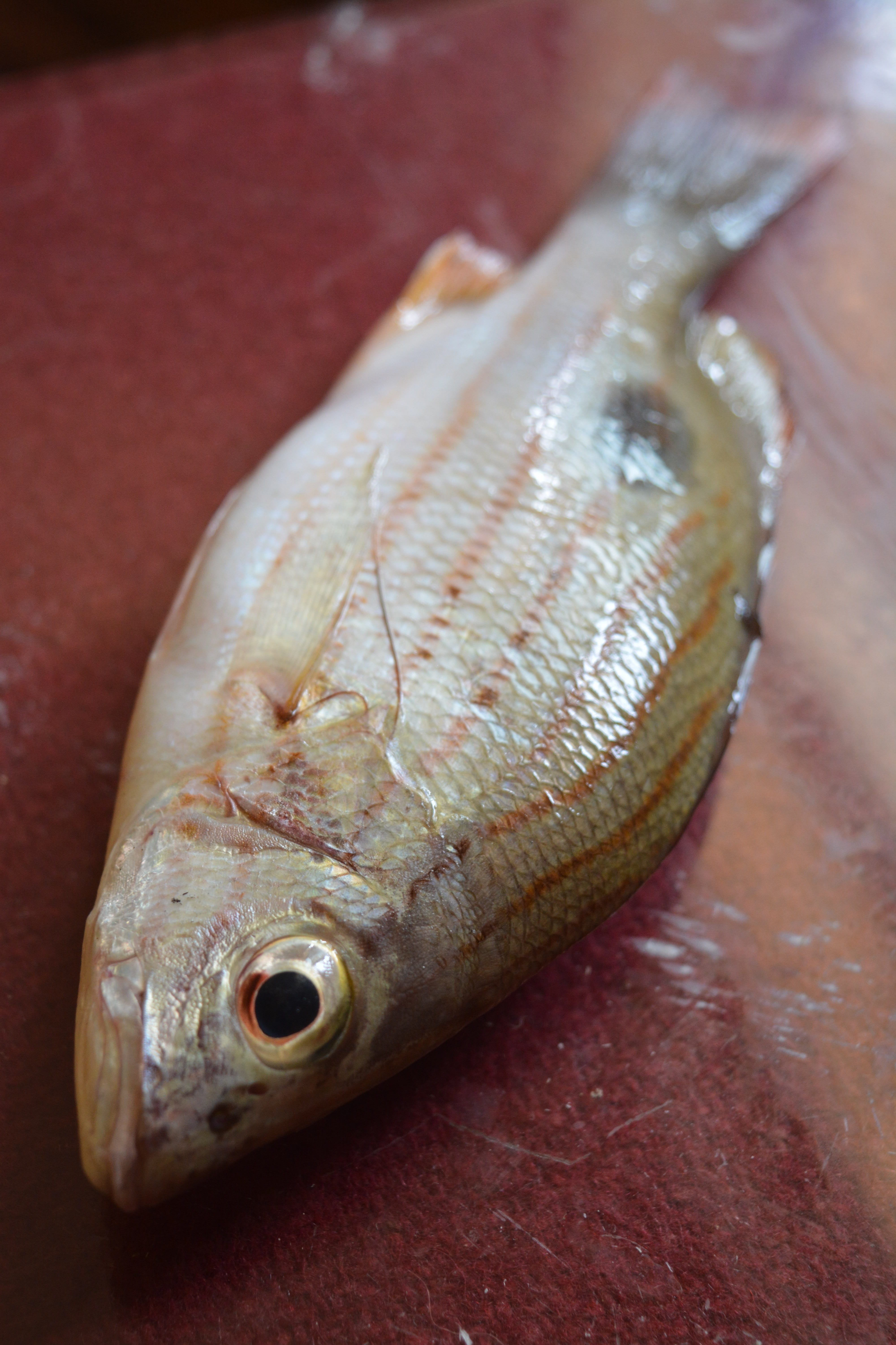 catch, carrying, fresh, fisherman, healthy eating, sea-fish, sea, focus on foreground, food and drink, freshness, close-up, animal eye, summer, fishing, Phone HD Wallpaper
