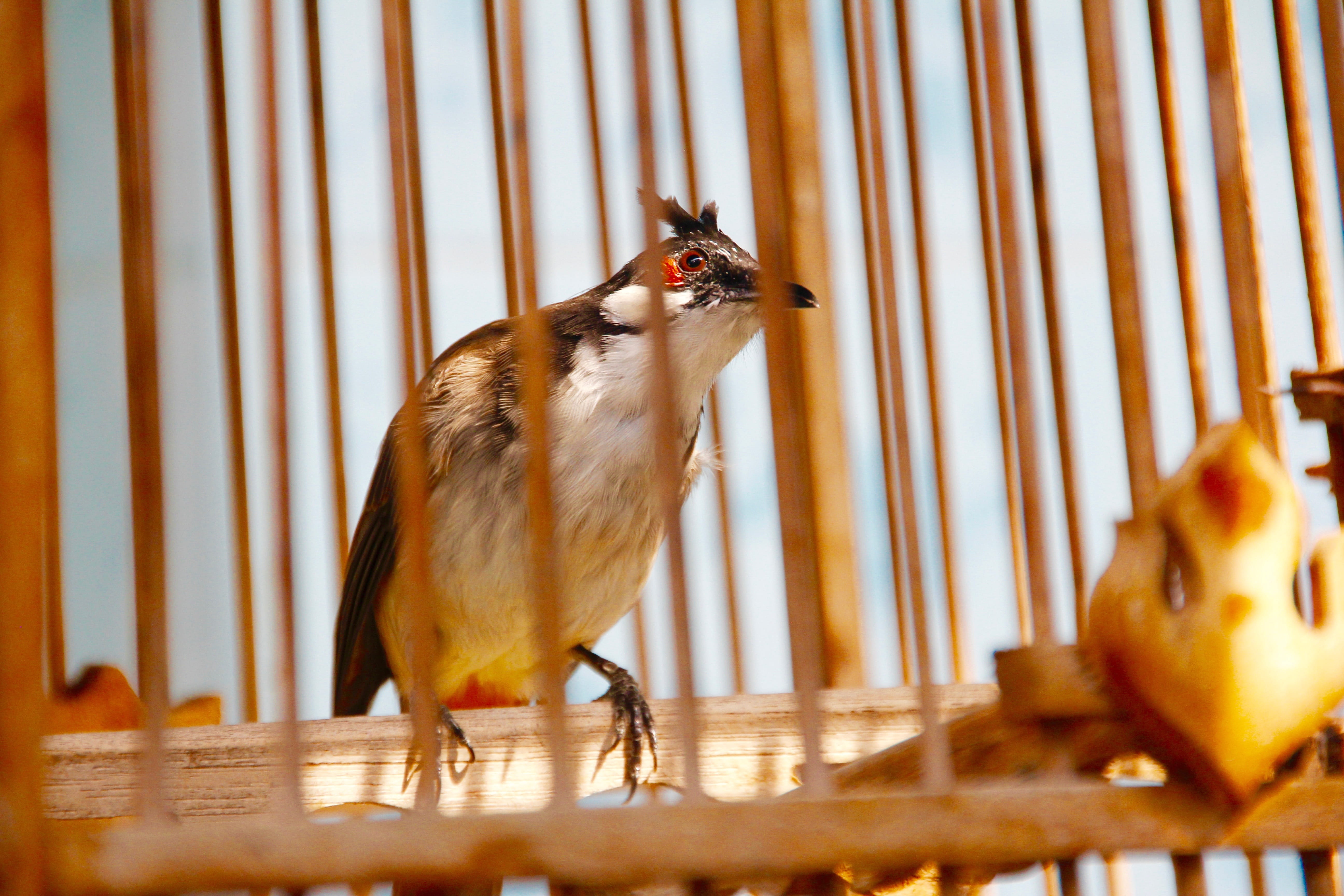 nature, indoors, close-up, day, animal, young animal, vertebrate, songbird, beauty, rar, no people, wood - material, cage, bird, perching, animal themes, HD Wallpaper