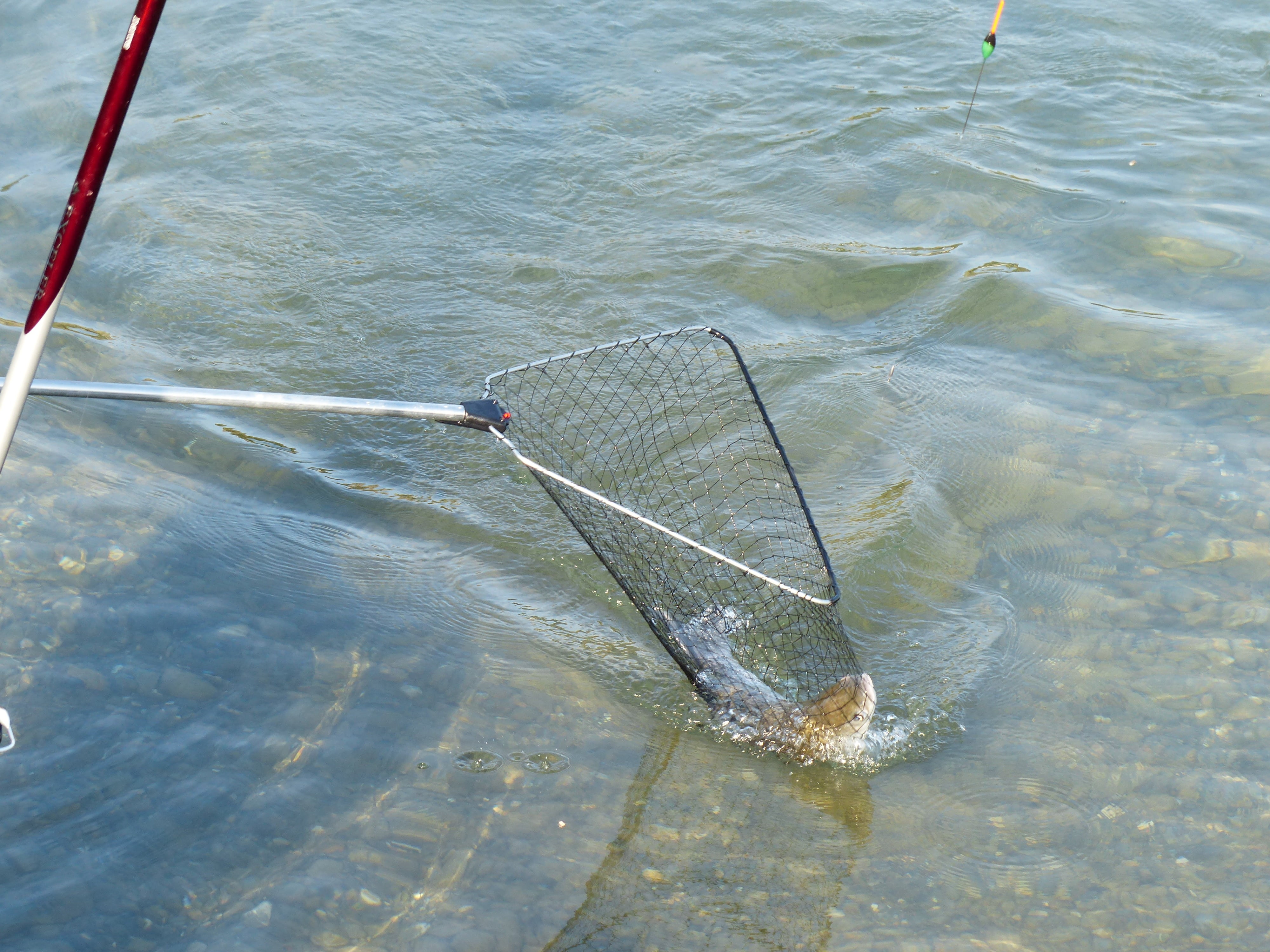 skimmer, landing net, shallow, animal themes, waterfront, network, no people, one animal, nature, catch of fish, animal, fishing rod, rippled, animals in the wild, HD Wallpaper