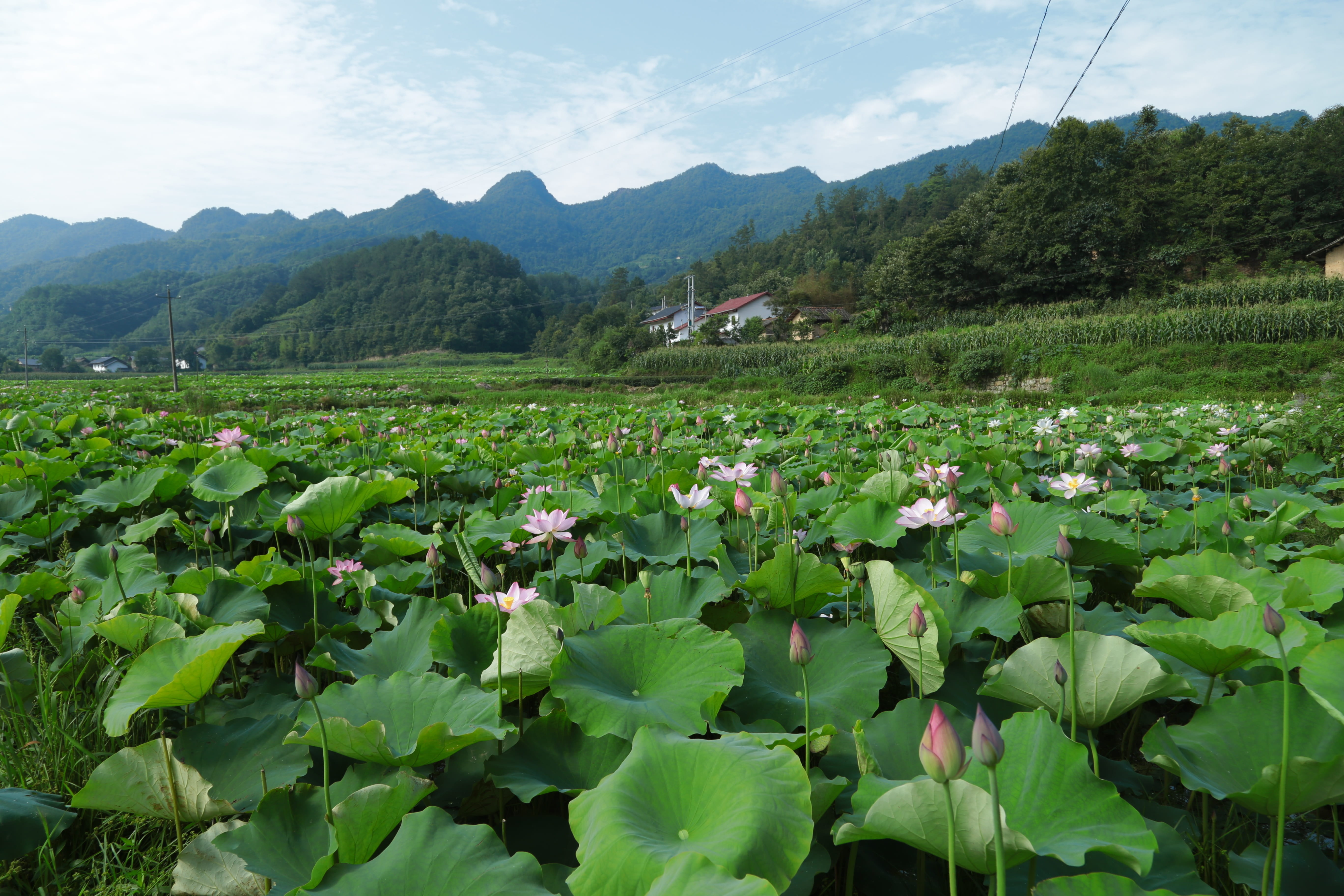 5K, plant, mountain, tranquil scene, tranquility, lotus water lily, leaf, water, flowering plant, plant part, lake, no people, landscape, growth, flower, HD Wallpaper