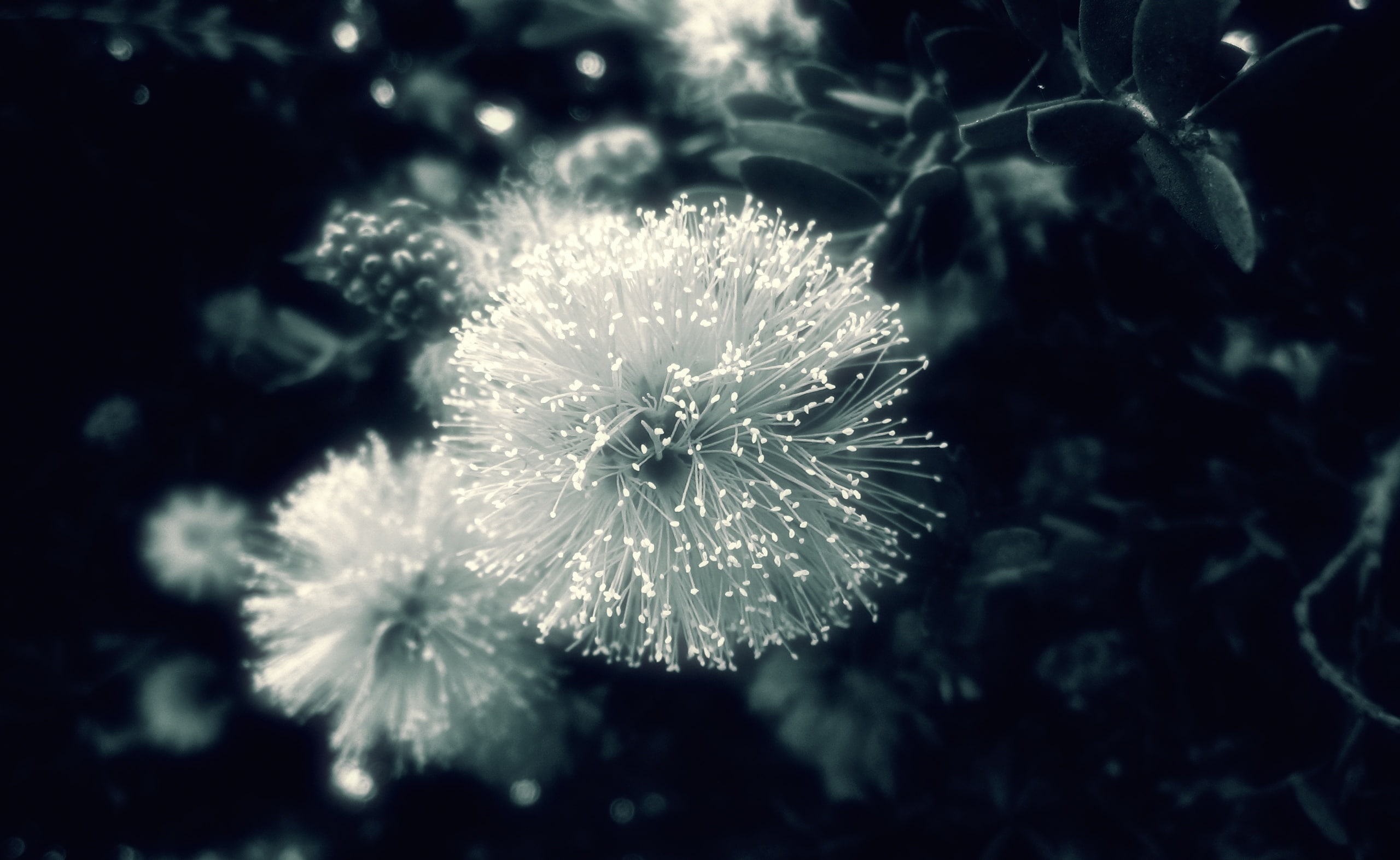 flower head, 2K, Before, outdoors, day, photography, flowering plant, beauty in nature, flowers, freshness, growth, puff, selective focus, petal, flower, HD Wallpaper