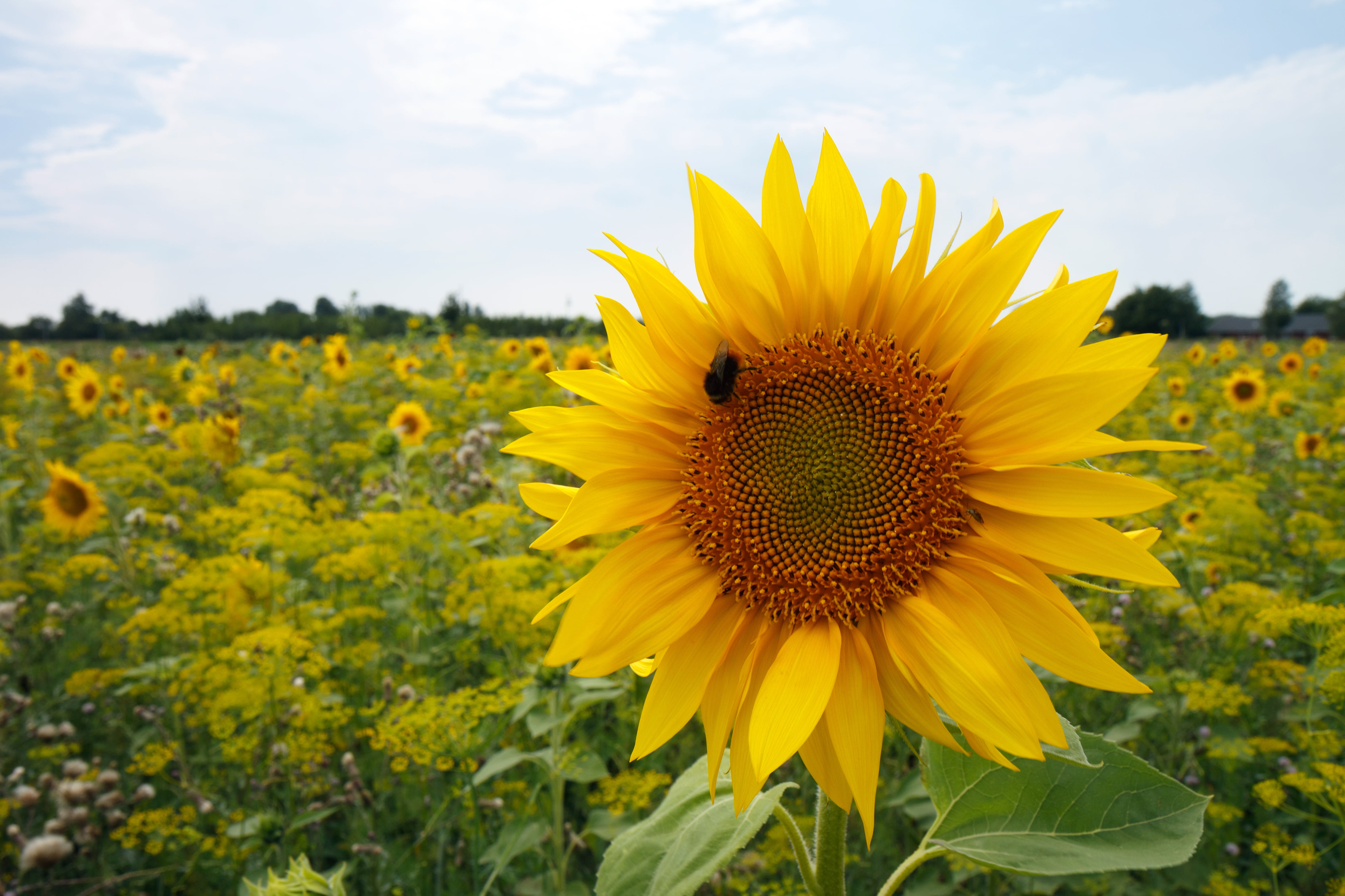 sky, Denmark, summer, Photo, closeup, Dänemark, flower, yellow, rural Scene, DK, outdoors, growth, petal, Sunflower, Danmark, Dragør, USM, 4K, DNK, Helianthus annuus, HD Wallpaper