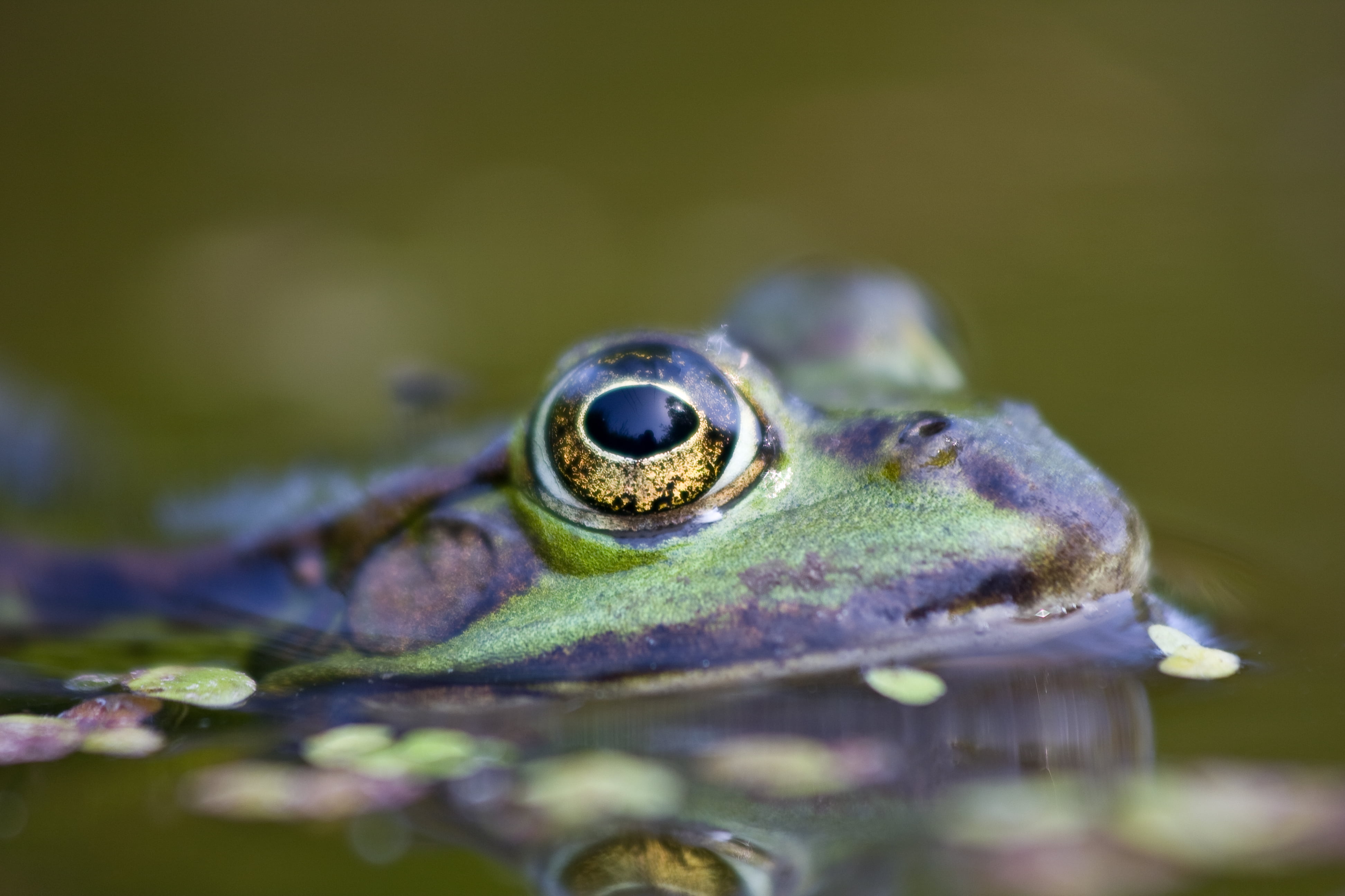 closeup, Virum, Storkøbenhavn, Köpenhamn, green Color, København, filter, Pelophylax kl. esculentus, toad, 500D, eye, Canon, water frog, water, macro, green frog, HD Wallpaper