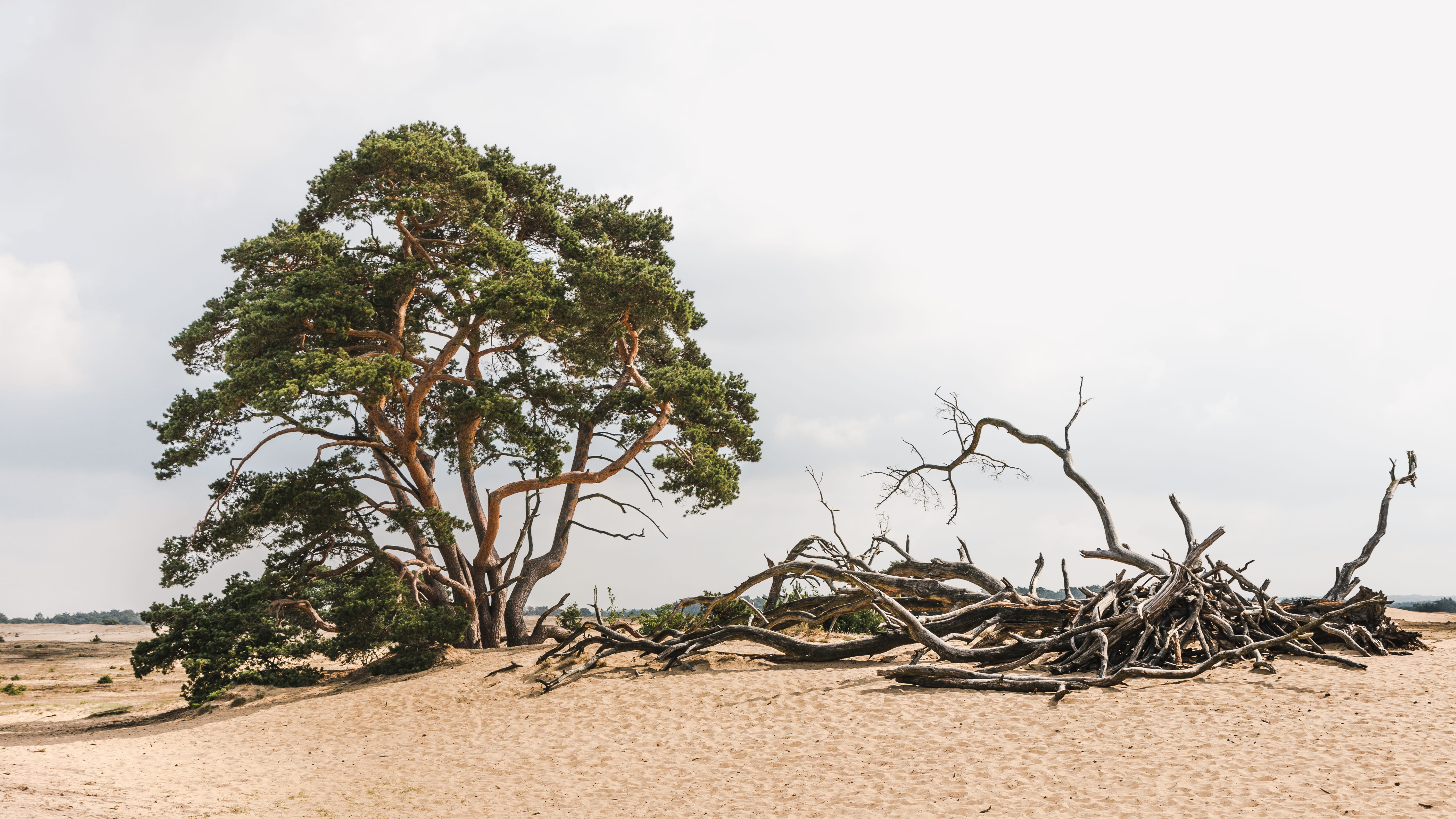 tree, dunes, field, day, sky, sand, minimalism, hoge veluwe, trees, photography, nature, land, dead plant, dead, netherlands, branch, tranquil scene, beach, HD Wallpaper