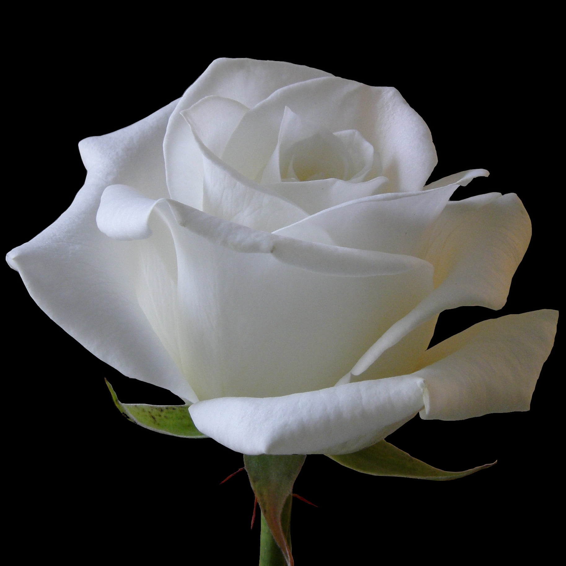 flower, photos, blanche, close-up, OA, black Background, rose, LIFE, AS I SEE IT, petal, fleurs, close, single Flower, beauty In Nature, white rose, plant, Phone HD Wallpaper
