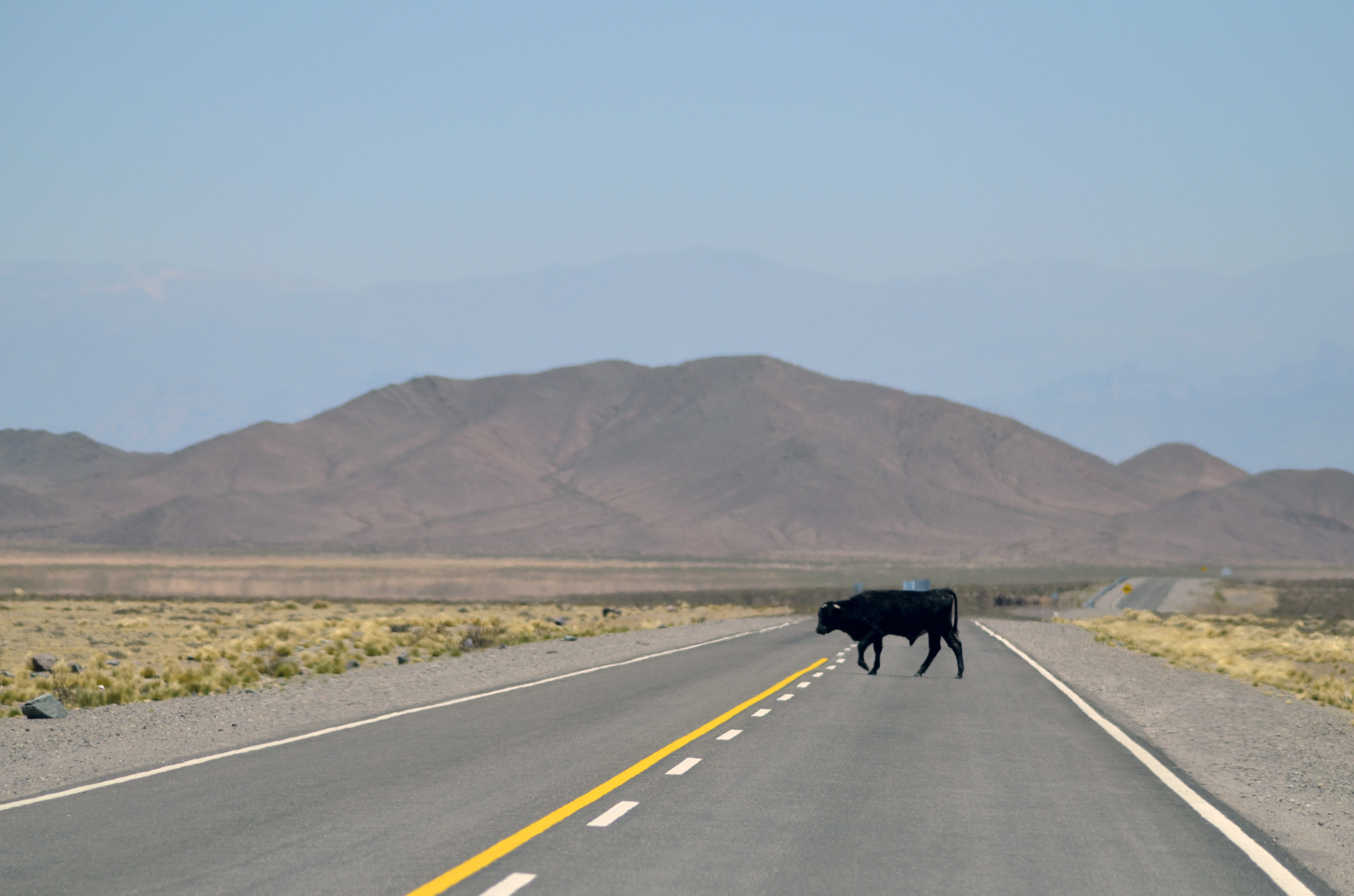 marking, dividing line, mammal, animal wildlife, rocks, road, uSA, scenics - nature, no people, transportation, animal themes, black, africa, outdoors, HD Wallpaper