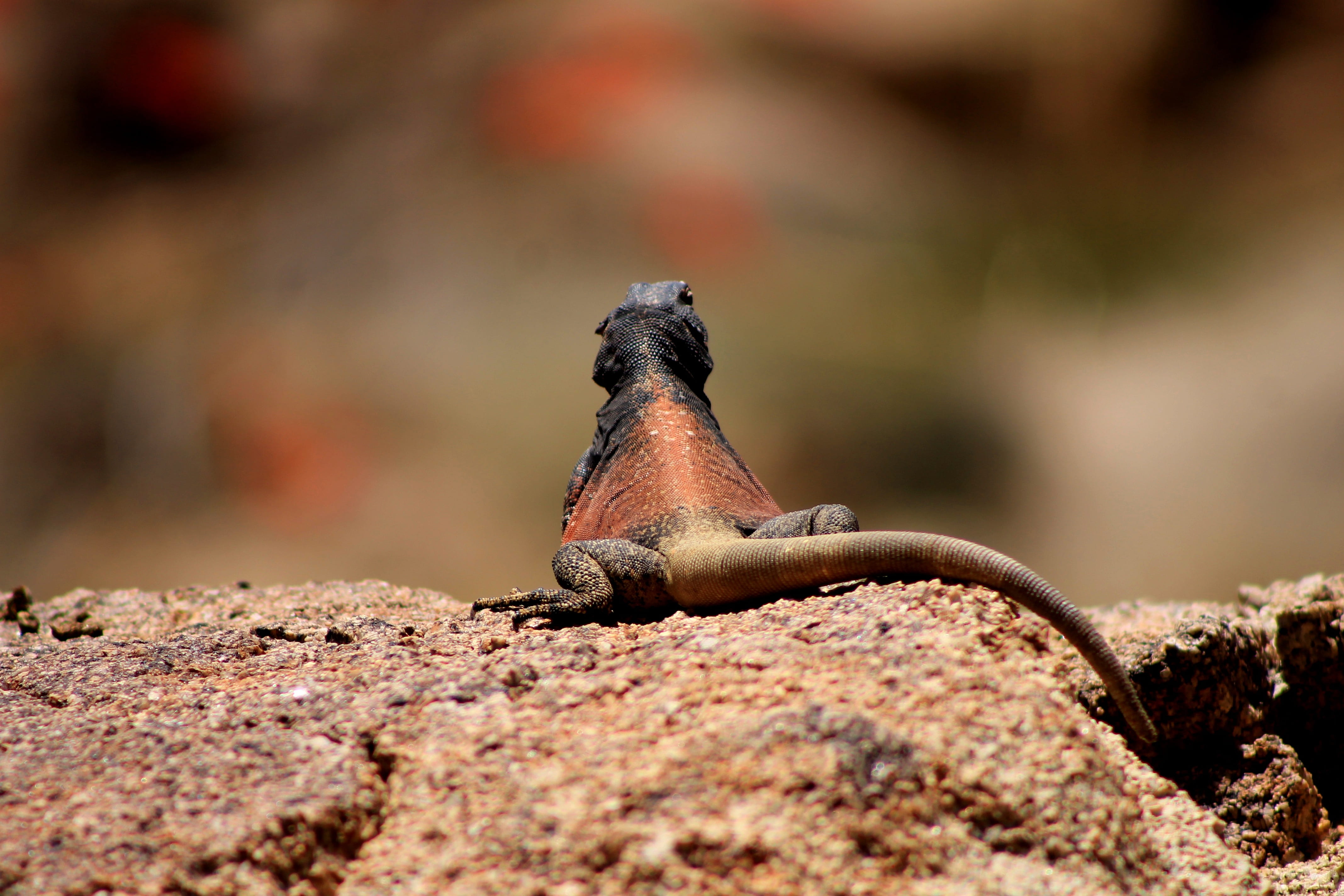 iguana, nature, red, rock, lizard, animal wildlife, wildlife, california, 4K, joshua tree, outdoors, sun, reptile, surface level, animal, focus on foreground, HD Wallpaper