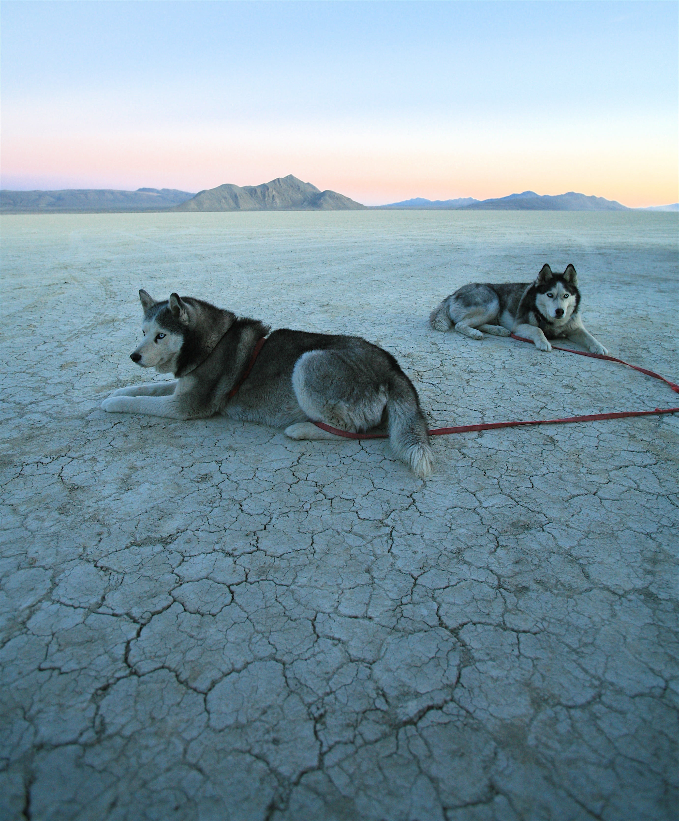 mammal, 2K, top, open, pets, montagnes, dog, field, f25, sled Dog, alaskan, red, Pups, Siberian Husky, nature, Playa, leash, malamutes, chien, open field, Phone HD Wallpaper
