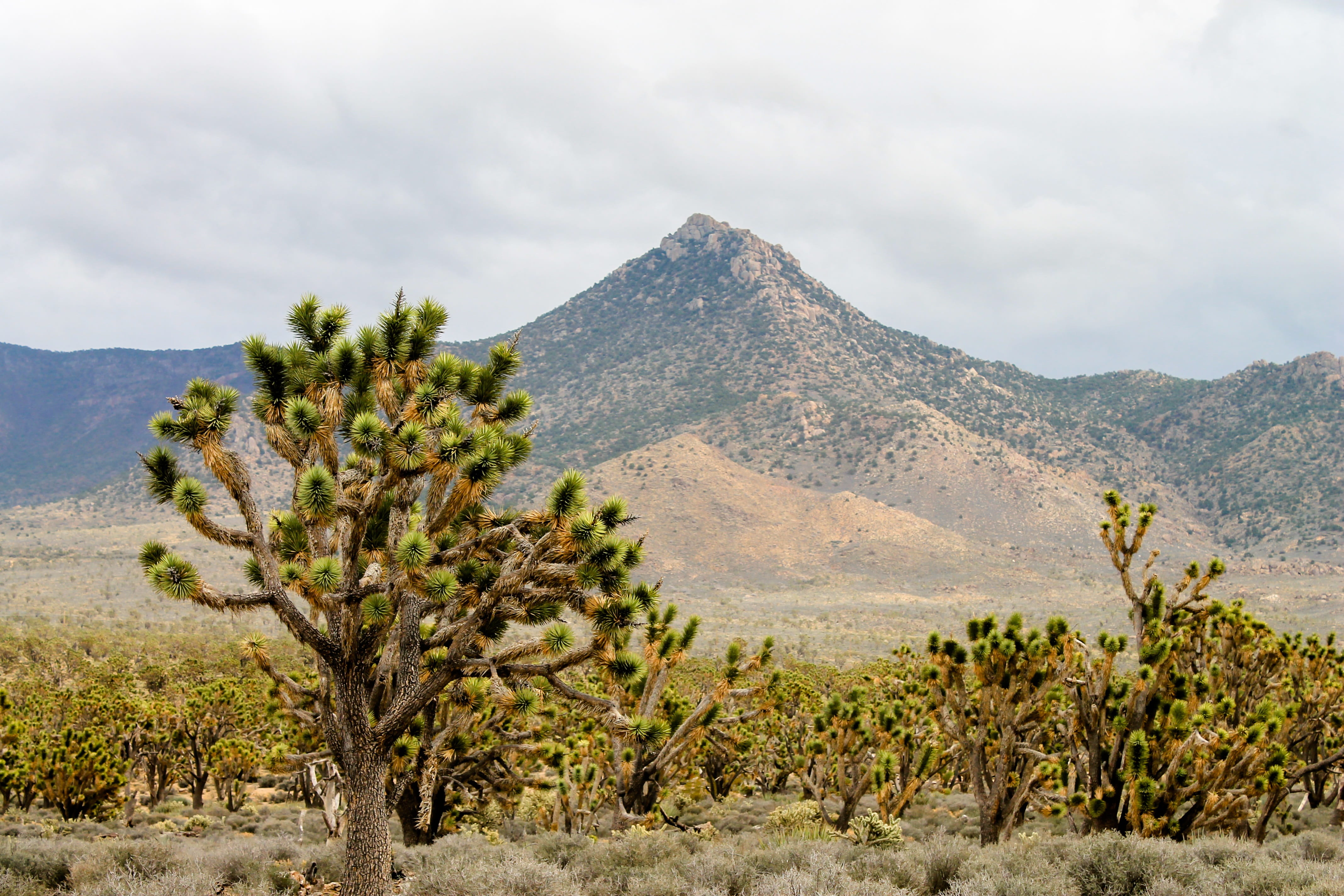 travel, tourism, cholla, non-urban scene, phoenix, clouds, cactus, travel destinations, states, usa, plant, nature, climate, heat, remote, cloud - sky, HD Wallpaper
