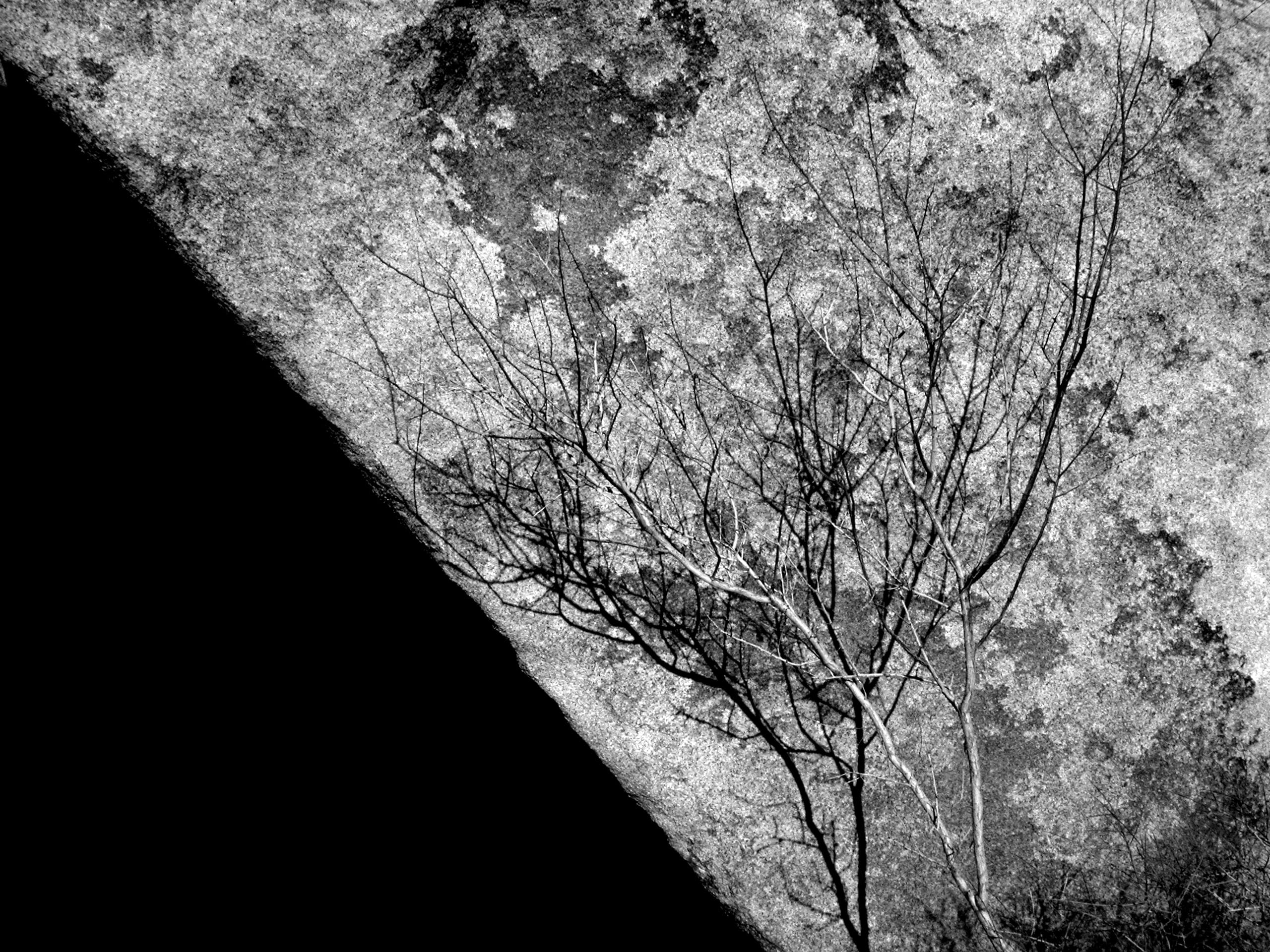 joshua tree national park, tree trunk, united states, trunk, b and w, sunlight, growth, day, land, shadows, 2K, low angle view, plant, nature, tranquility, HD Wallpaper