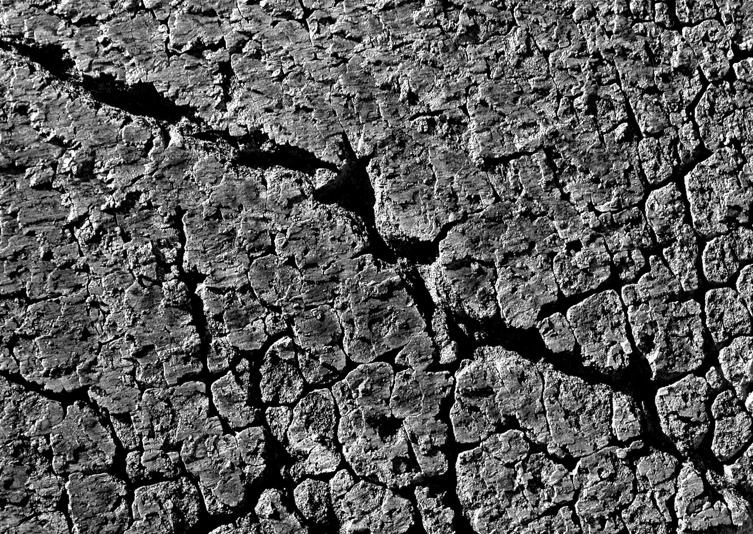 bark, textured effect, climate, outdoors, textured, cracks, tree, cracked, tree trunk, nature, 1080P, mojave desert, rock, texture, trunk, no people, environment, HD Wallpaper