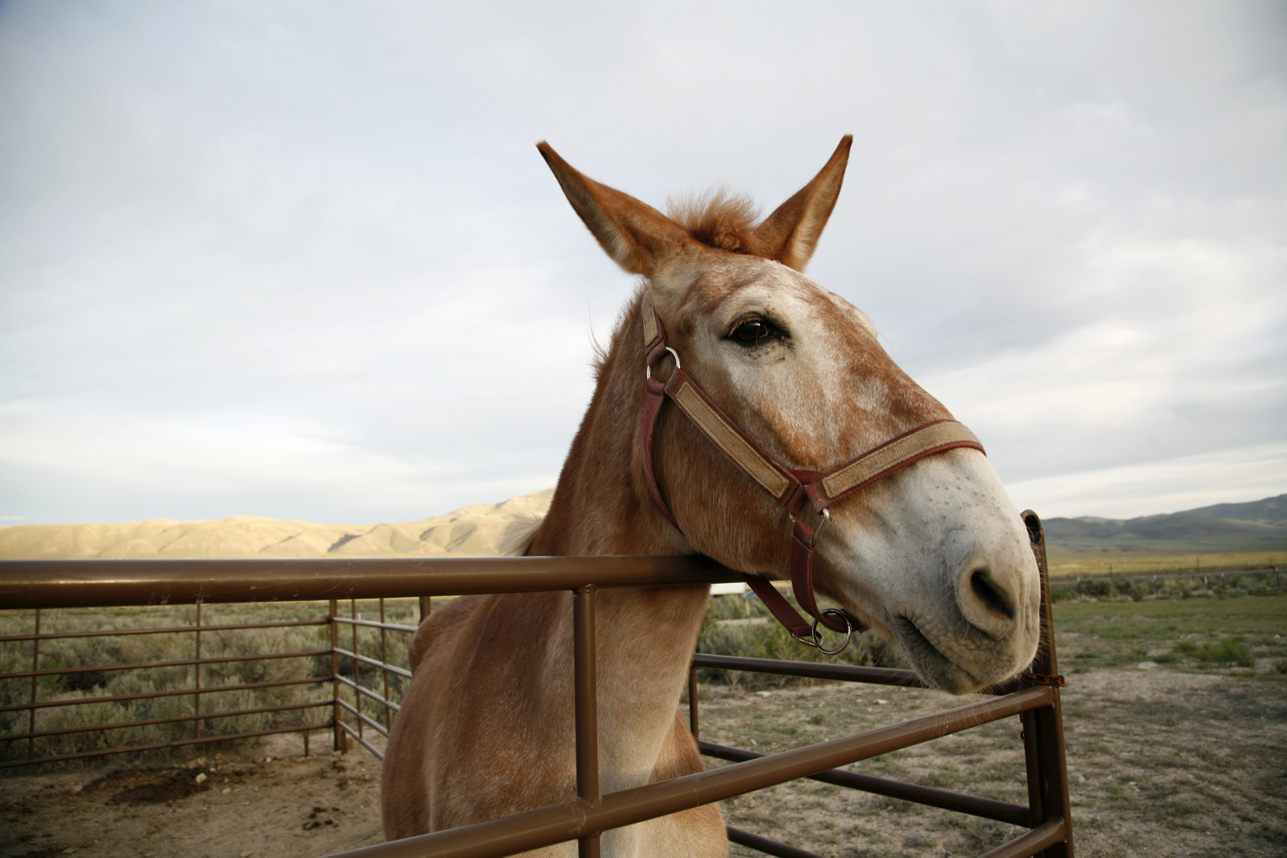 California Trail, horse, outdoors, Interpretive Center, Elko  Nevada, Bureau of Land Management, farm, nature, 4K, Cowboy, ranch, pasture, cage, BLM, mule, HD Wallpaper