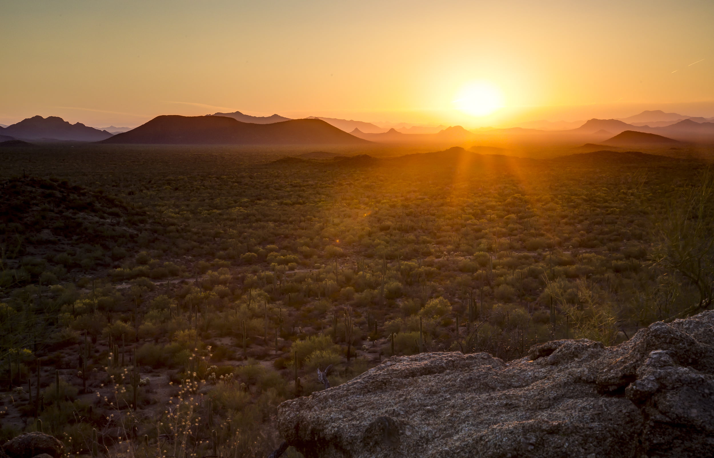 Forest, NM, conservation, roadtrip, BLM, Ironwood, Bureau of Land Management, cactus, backpacking, habitat, explore, nature, green, sunset, lands, outdoors, HD Wallpaper
