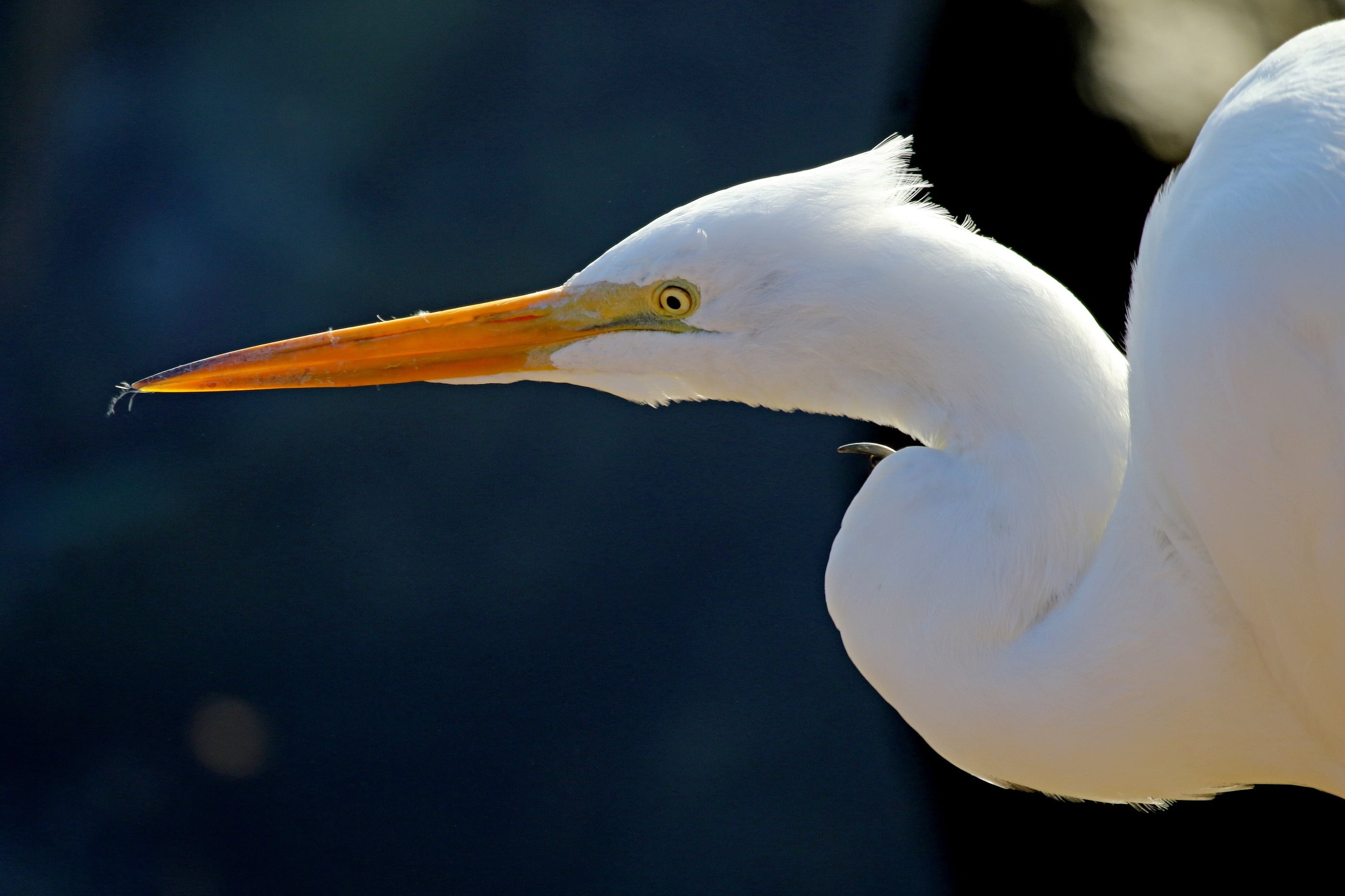 portrait, animal neck, water, 2K, plumage, heron, blm california, all white, profile view, casmerodius albus, beak, looking, usa, no people, close up, HD Wallpaper