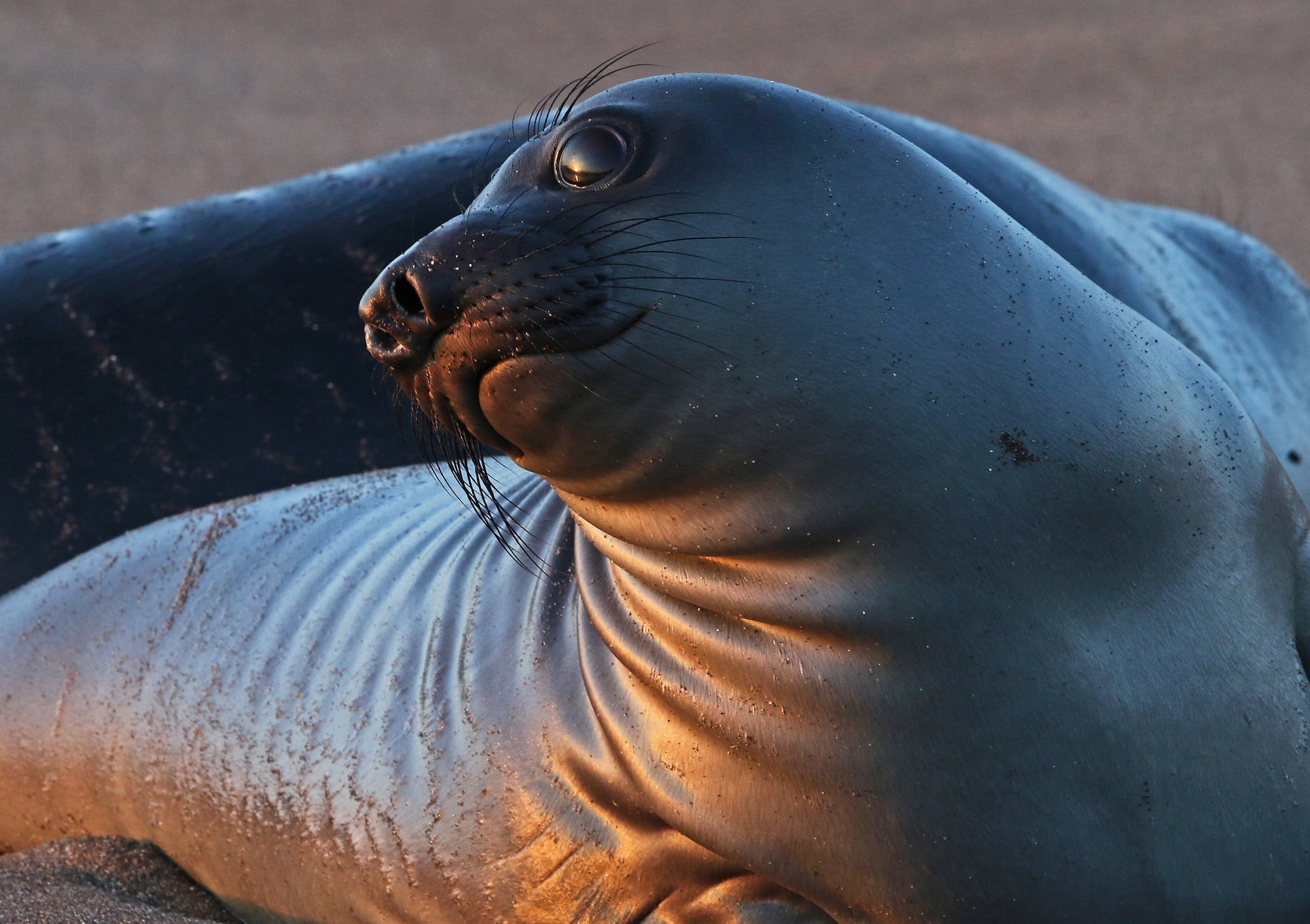 nature, shore, usa, animals in the wild, seal - animal, animal wildlife, piedras blancas light station, water, blm, california, portrait, oceanside, looking, HD Wallpaper