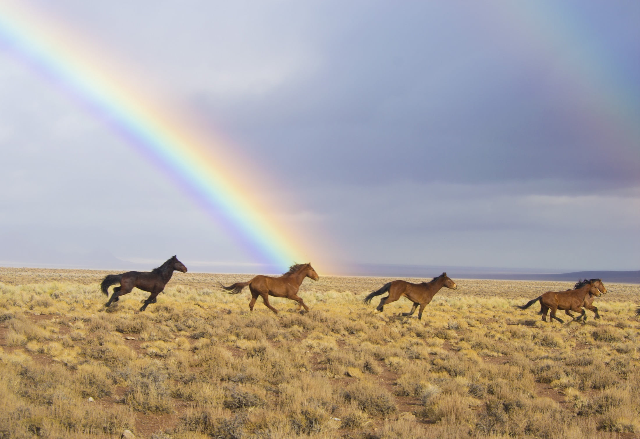 painting, nature, usa, released, environment, 1080P, feral, brown, clouds, herd, land, equus, animals in the wild, wild horses, blm, group of animals, HD Wallpaper