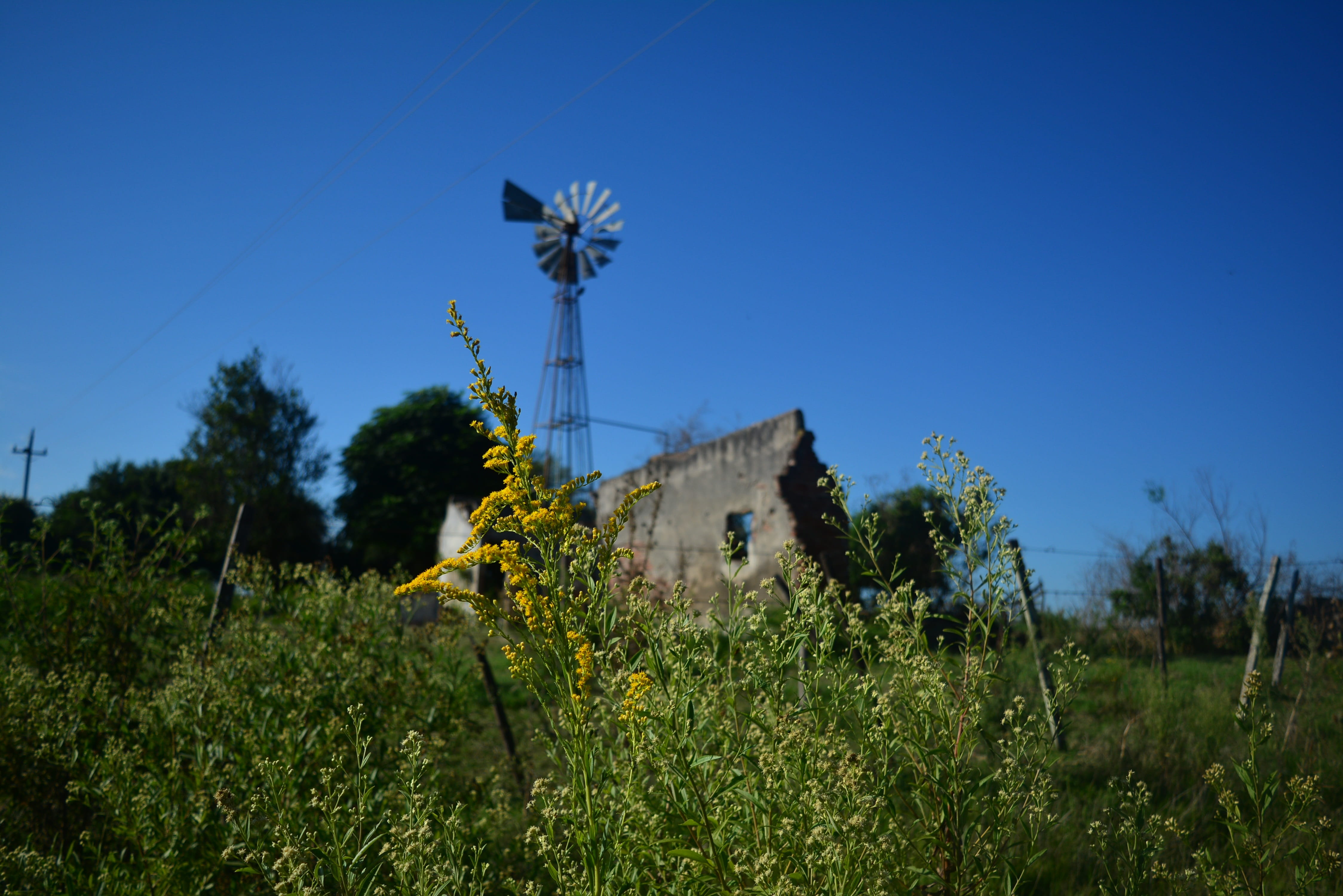 ecological, wild flowers, fuel and power generation, turbine, summer, beauty, Nature, blue, mill, tree, traditional windmill, wind turbine, sunny, field, HD Wallpaper
