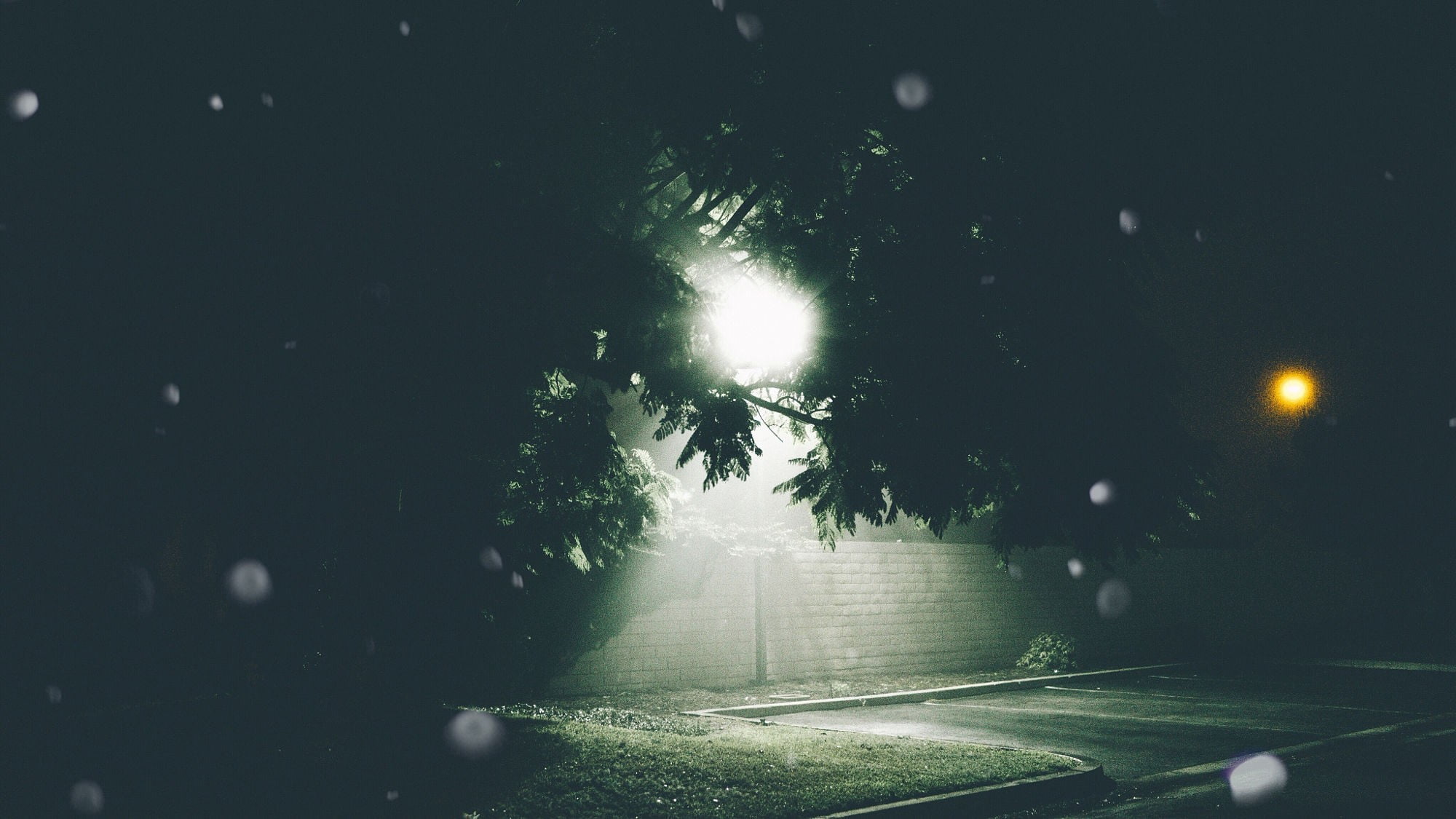 street light, city, mode of transportation, illuminated, tree, motor vehicle, glowing, lens flare, outdoors, light, road, parking lot, green, growth, car, HD Wallpaper