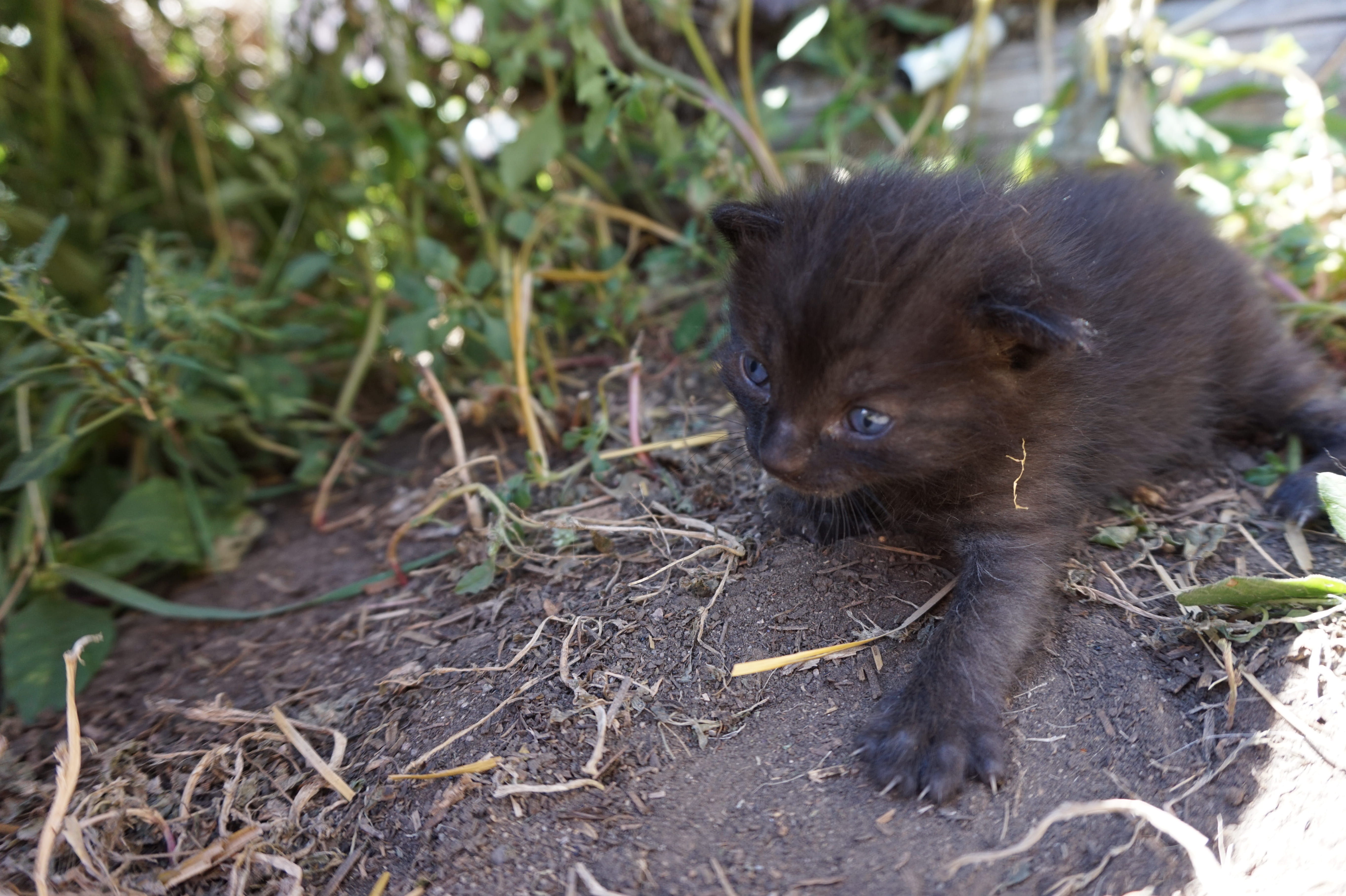 animals in the wild, young animal, animal, unsplash, leaf, ears, day, small, outdoors, focus on foreground, babies, black, kitten, one animal, photo, rodent, HD Wallpaper
