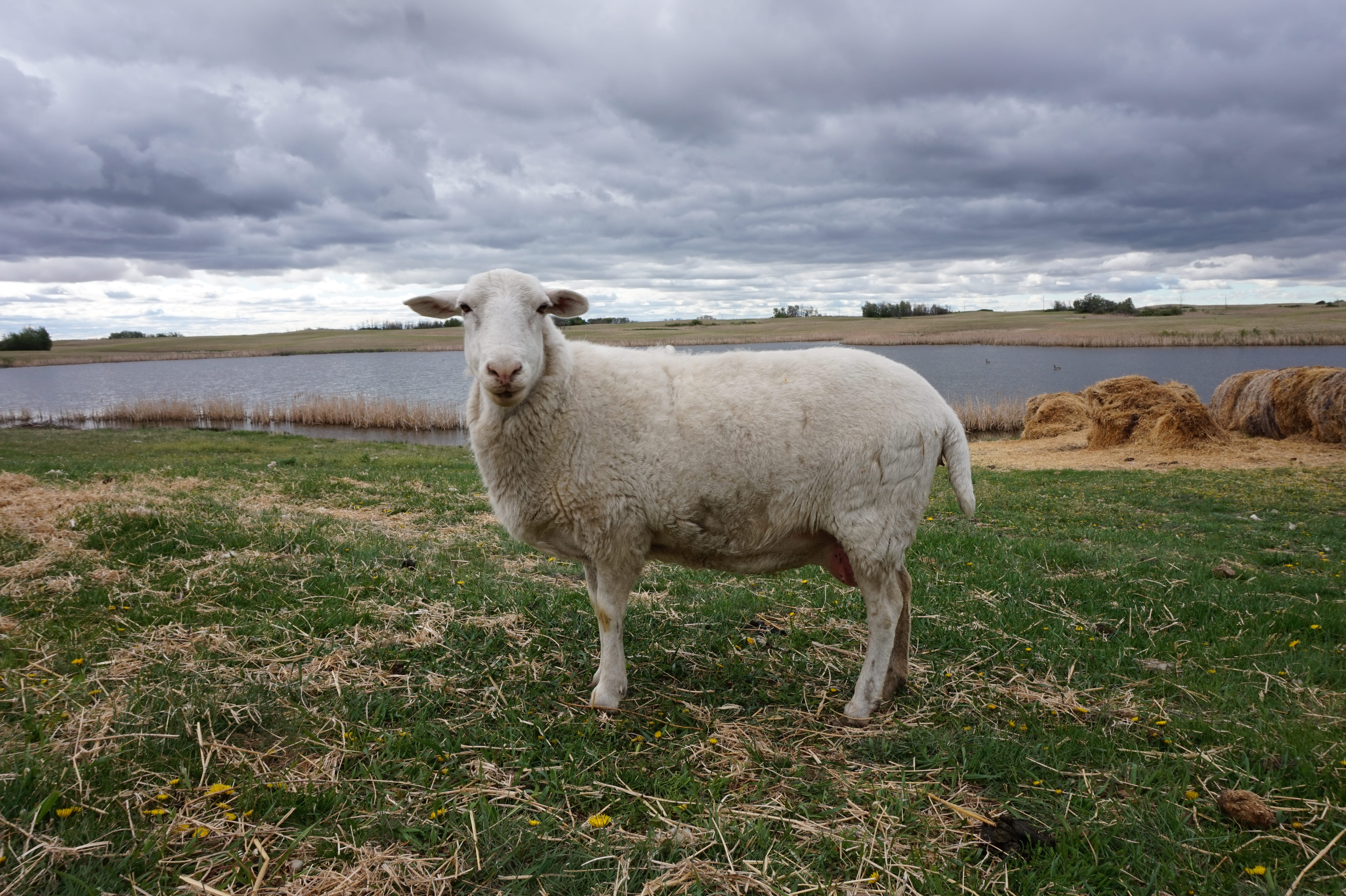 looking, goat, livestock, one animal, lamb, unsplash, cloud - sky, sky, farm, fluffy, animal themes, plant, herbivorous, outdoors, no people, ear, domestic animals, HD Wallpaper