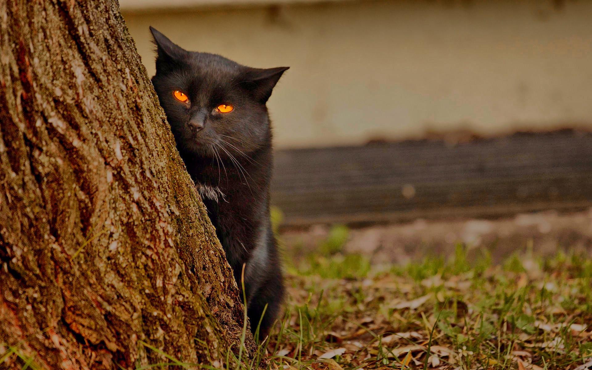 1080P, happy, beatiful, animal, spy, cat, animals, HD Wallpaper