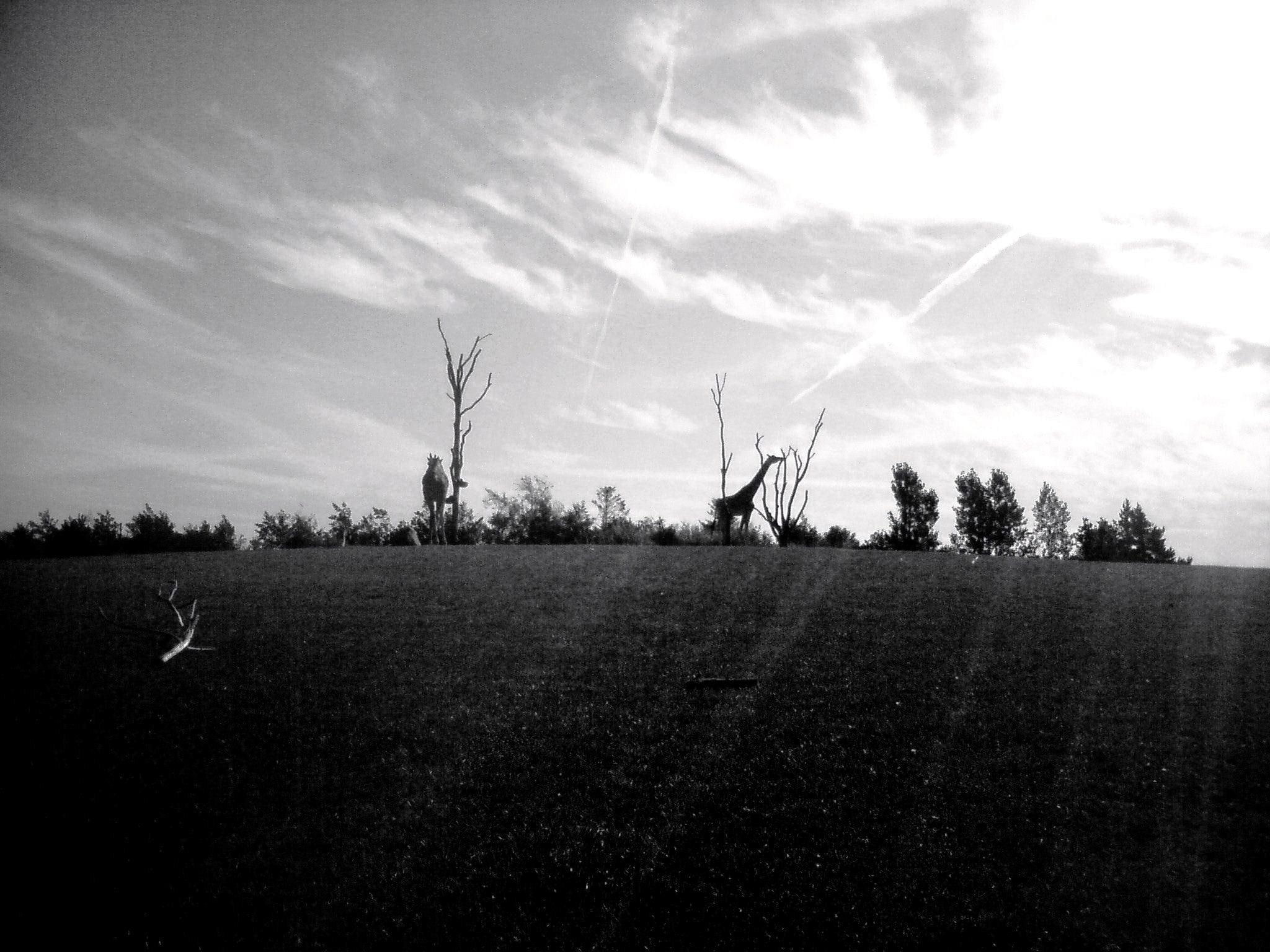 trees, abstract, beatiful, terrain, wild, 1080P, animals, forrest, HD Wallpaper