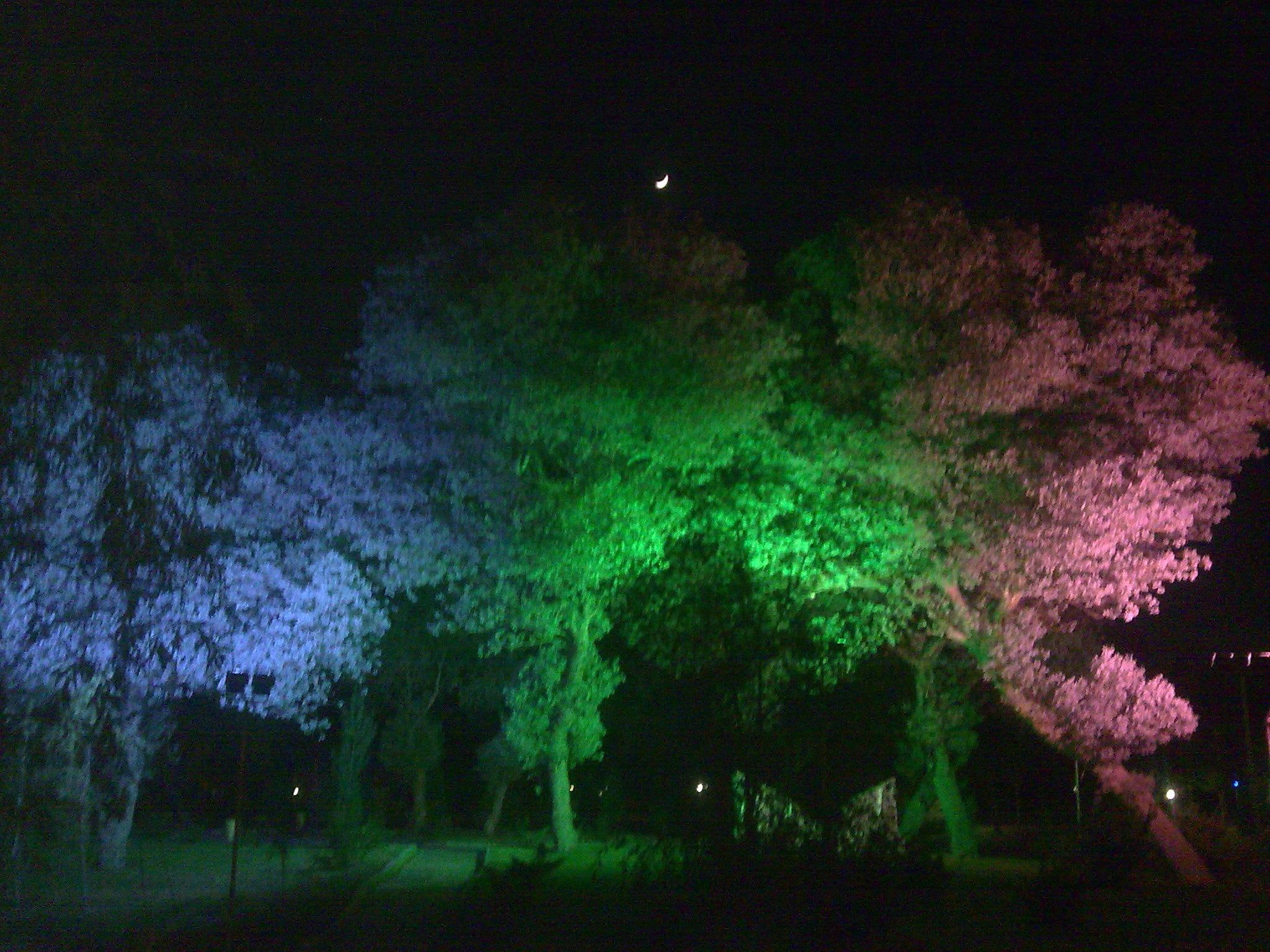 beatiful, 1080P, night, nature, tree, 3d and abstract, HD Wallpaper