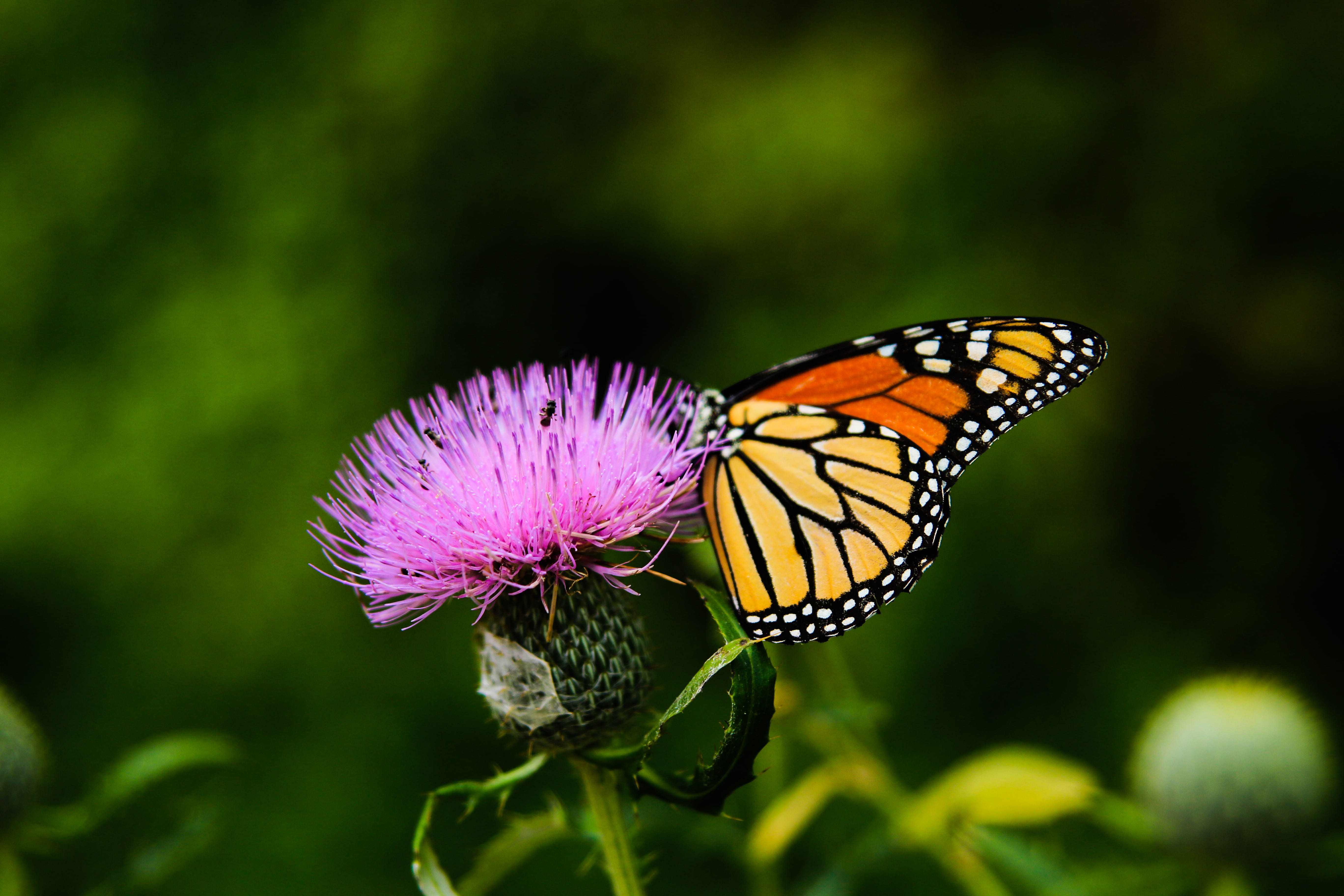 plant, thistle, green, purple, fly, macro, petal, animal wildlife, freshness, lens, shift, orange, pink, animal wing, yellow, animal, flowering plant, fragility, HD Wallpaper