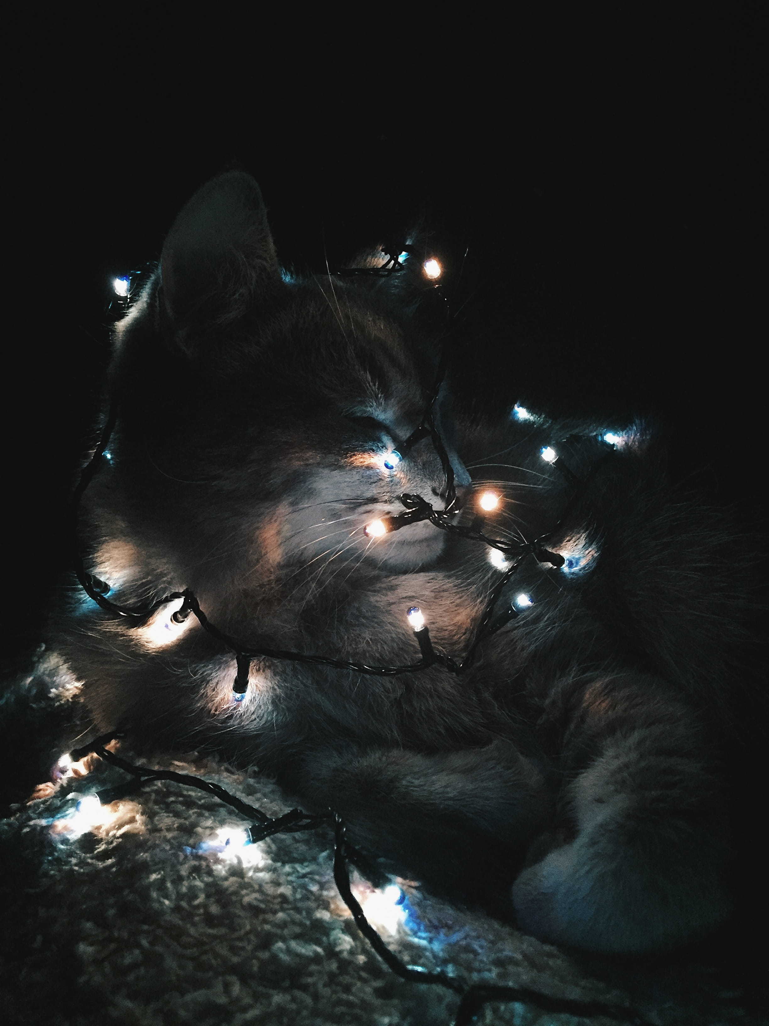 sleeping, dog, christmas, night, vertebrate, dark, black, animal, lying down, mammal, relaxation, animal themes, blue, pets, animal head, cat, resting, Phone HD Wallpaper